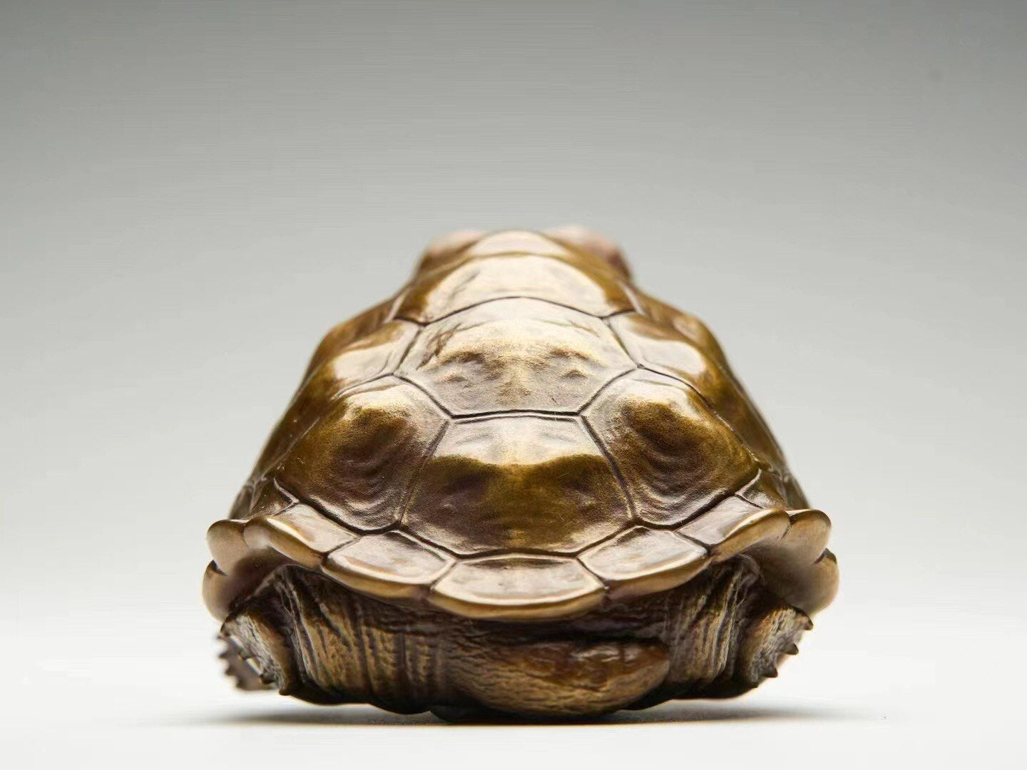 BOWUZHI Studio Galápagos Giant Tortoise Bronze Model