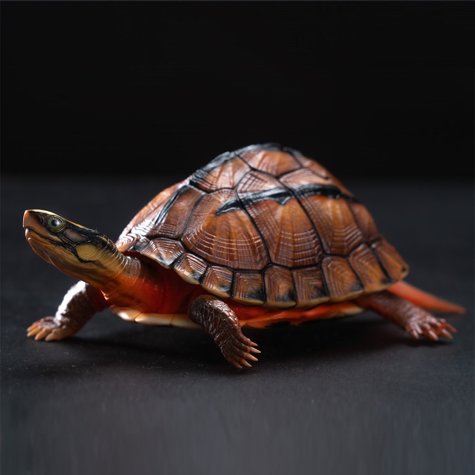 Chinese Three-striped Box Turtle Model