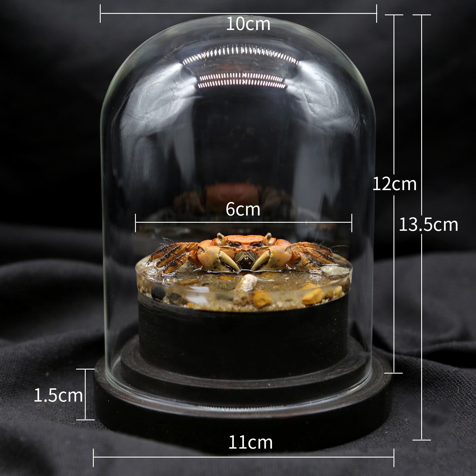 Red-Clawed Sesarmid Crab Model