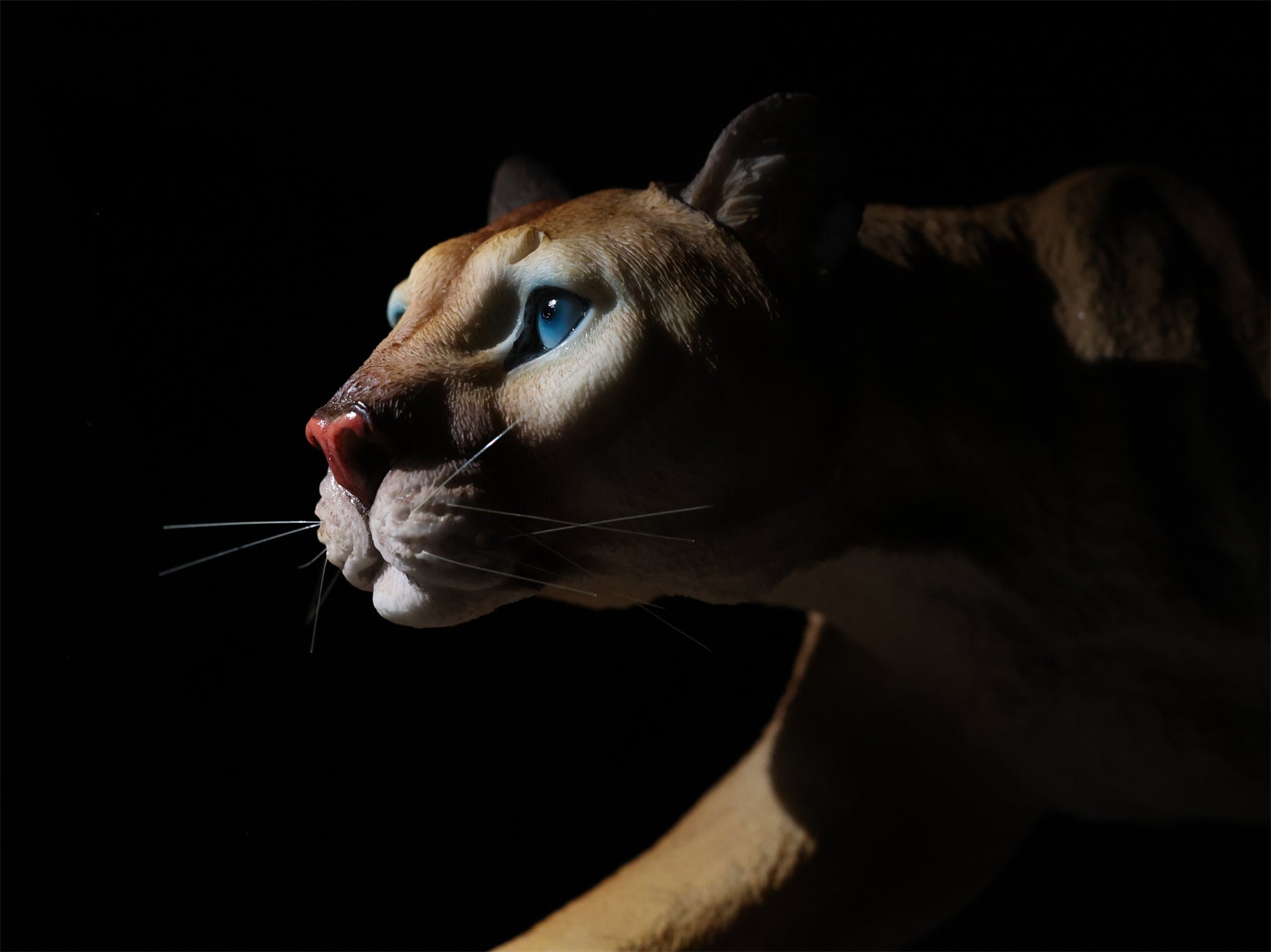 BOWUZHI Studio  1:6 Scale Cougar Model