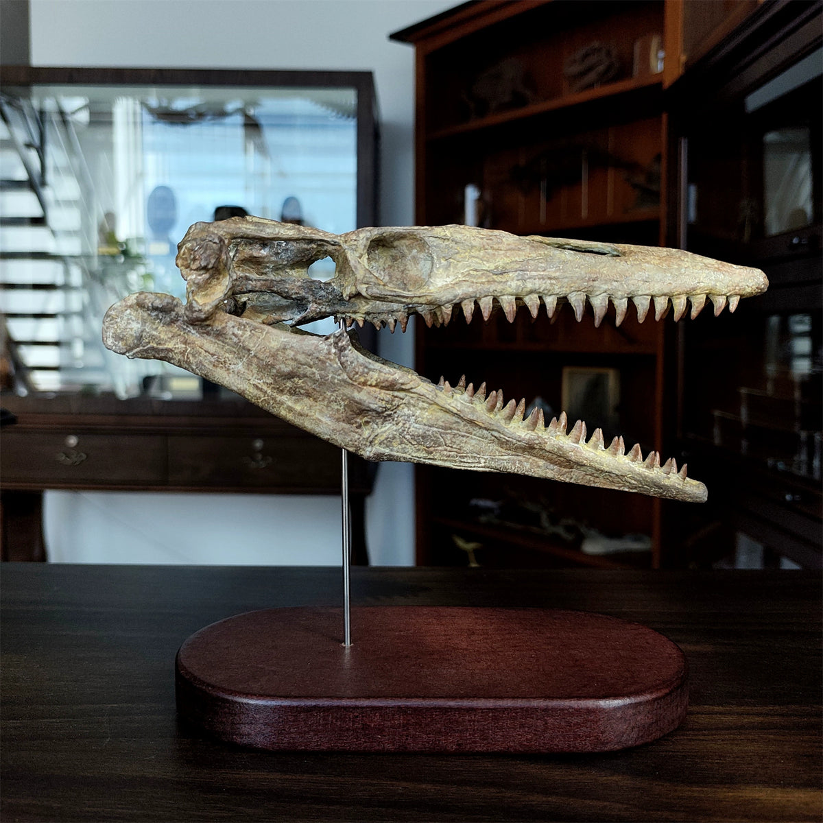3D Printed 1:6 Scale Mosasaurus Skull Model Dinosaur Scene Decoration