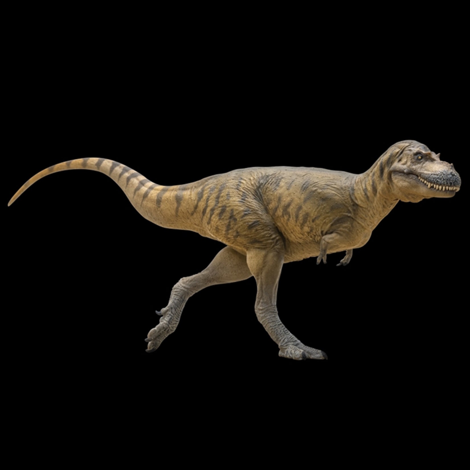 PNSO Albertosaurus Wally Model