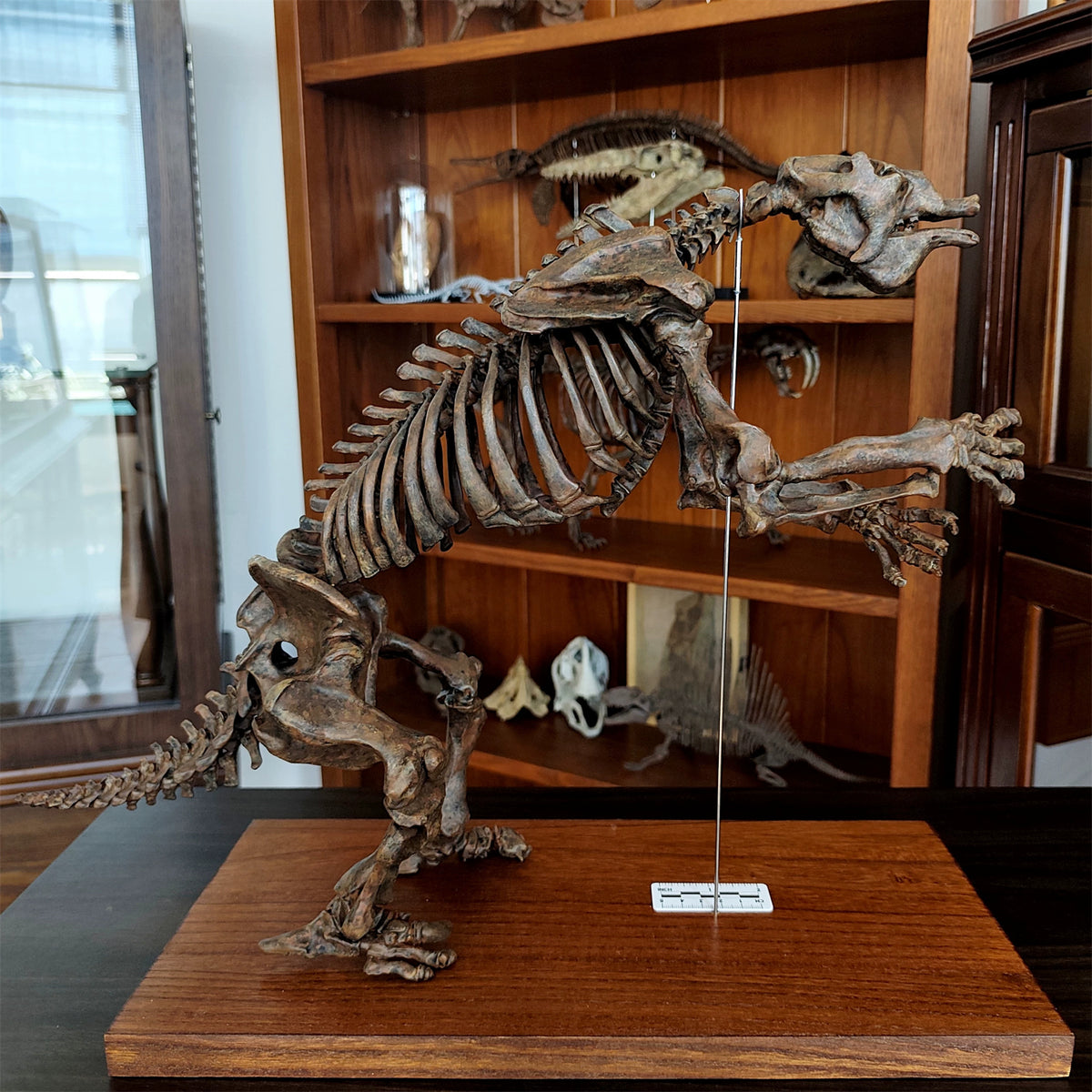 3D Printed 1:10 Scale Large Megatherium Skull Model