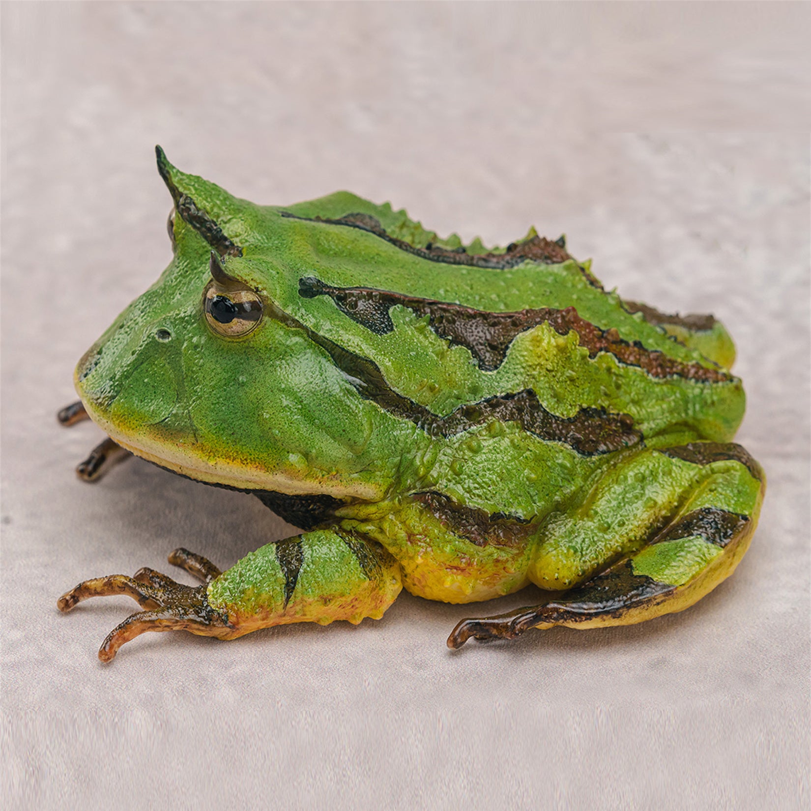 Surinam Horned Frog Model Ceratophrys Cornuta Figure