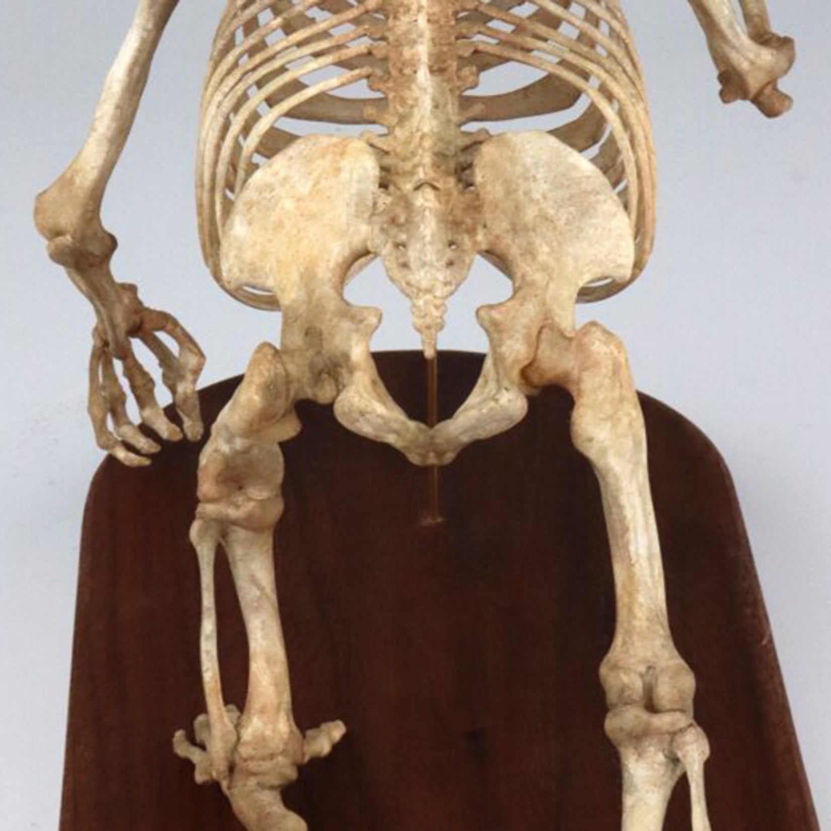 1:10 Scale 3D Printed Gorilla Skeleton Figurine