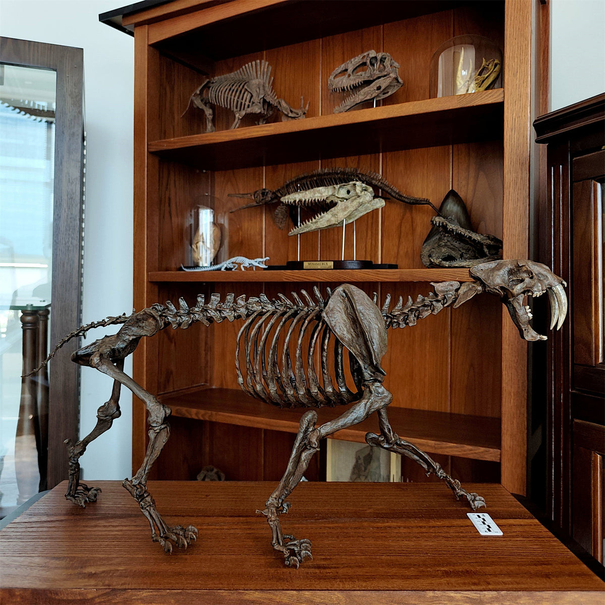 3D Printed 1:5 Scale Smilodon Populator Sabre-toothed Tiger Skeleton Model