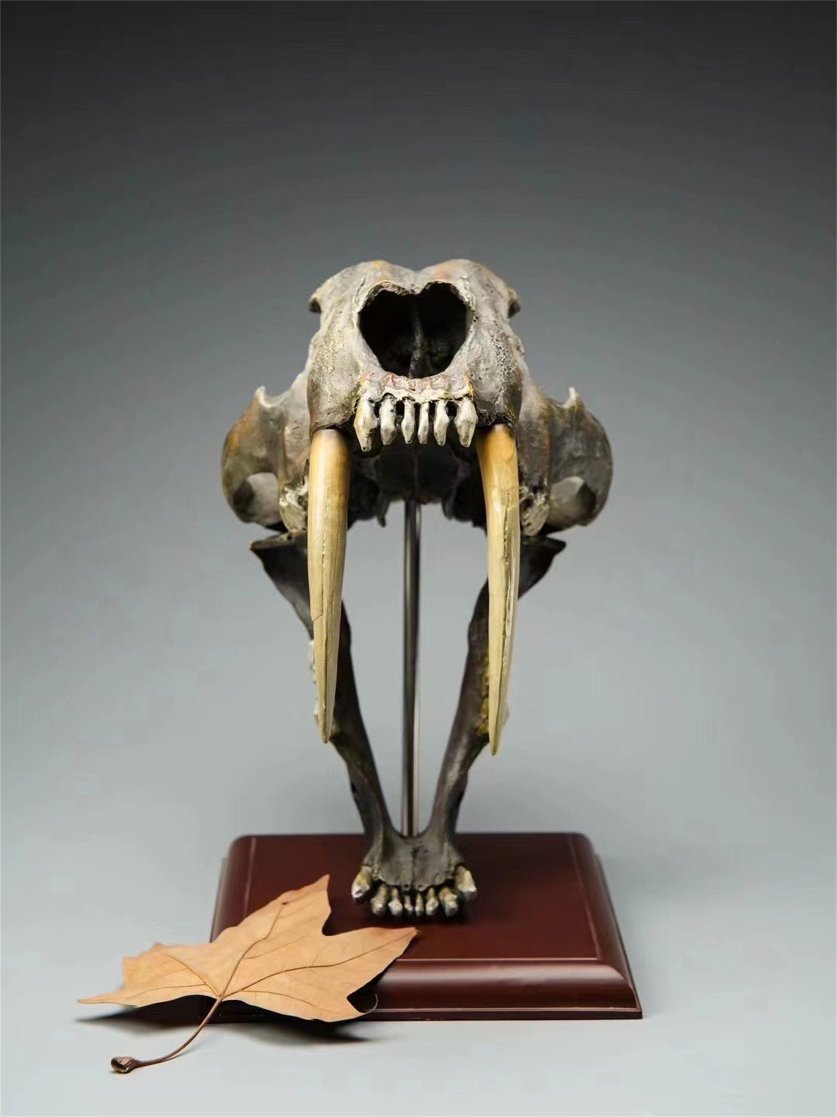 BOWUZHI Studio 1:1  Scale Saber-Tooth Tiger Skeleton Model