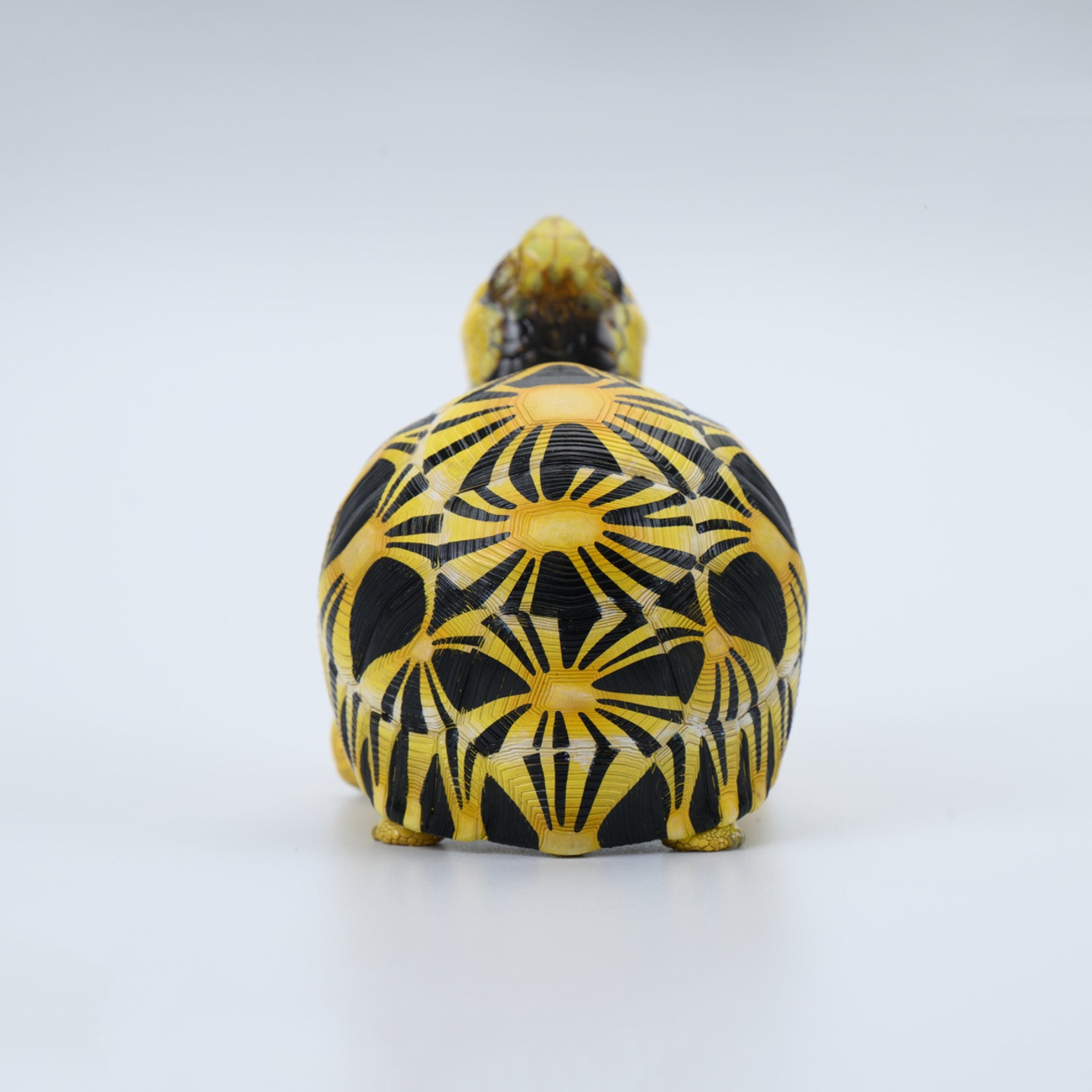 Animal Heavenly Body  Geochelone Radiata Turtle Figurine
