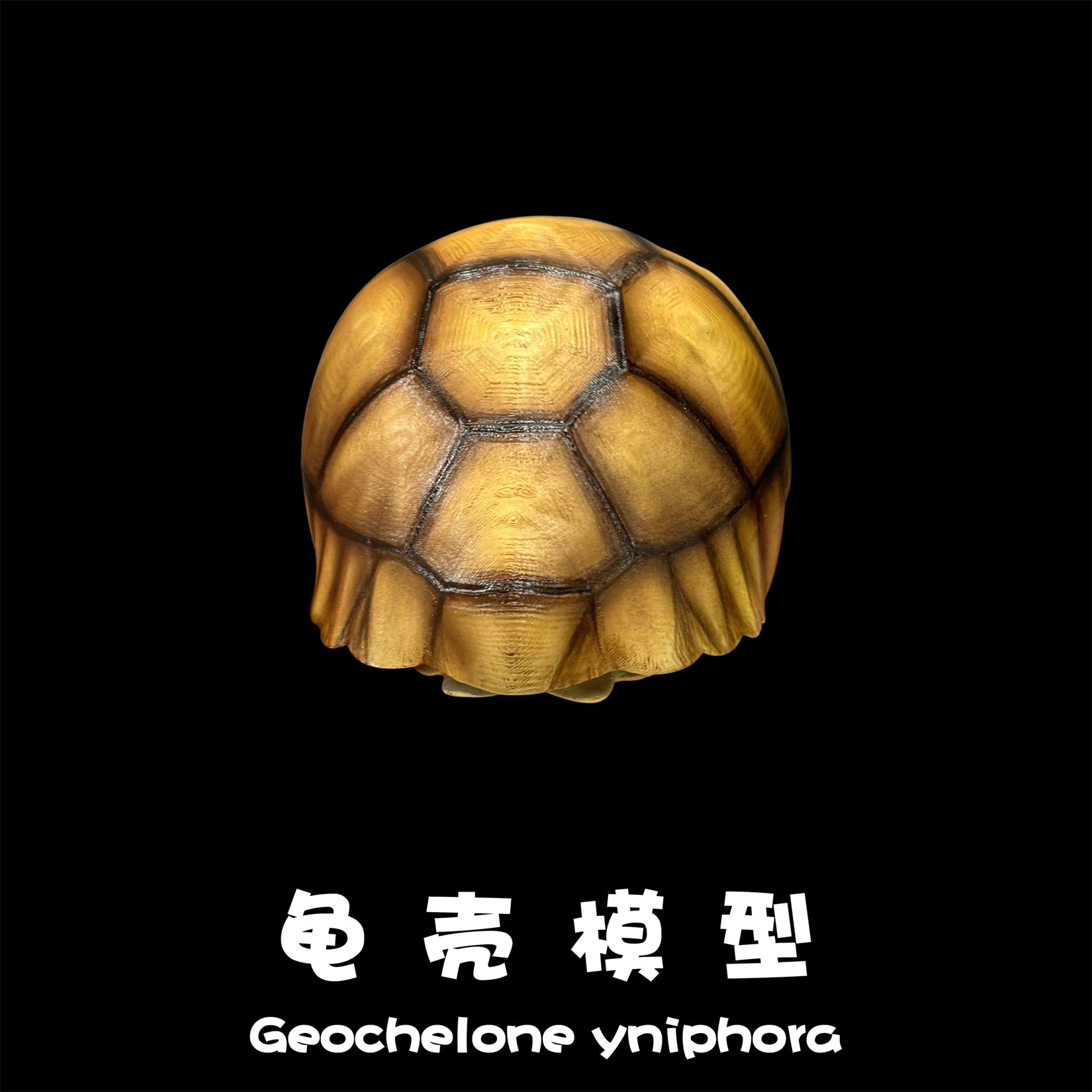 BOWUZHI Studio Realistic Geochelone Yniphora Model