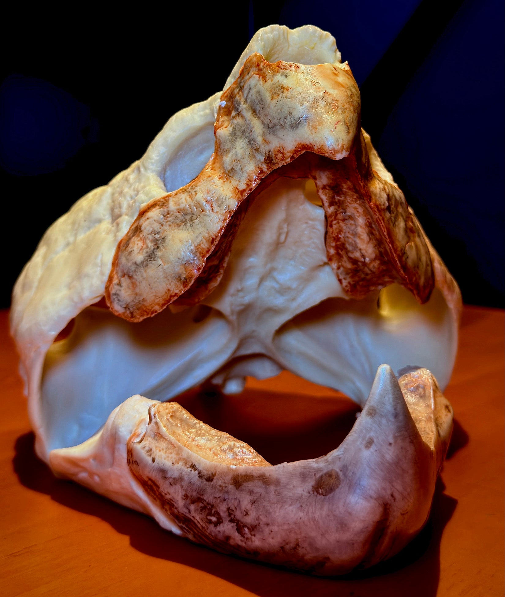 BOWUZHI Studio Alligator Snapping Turtle Skull Model