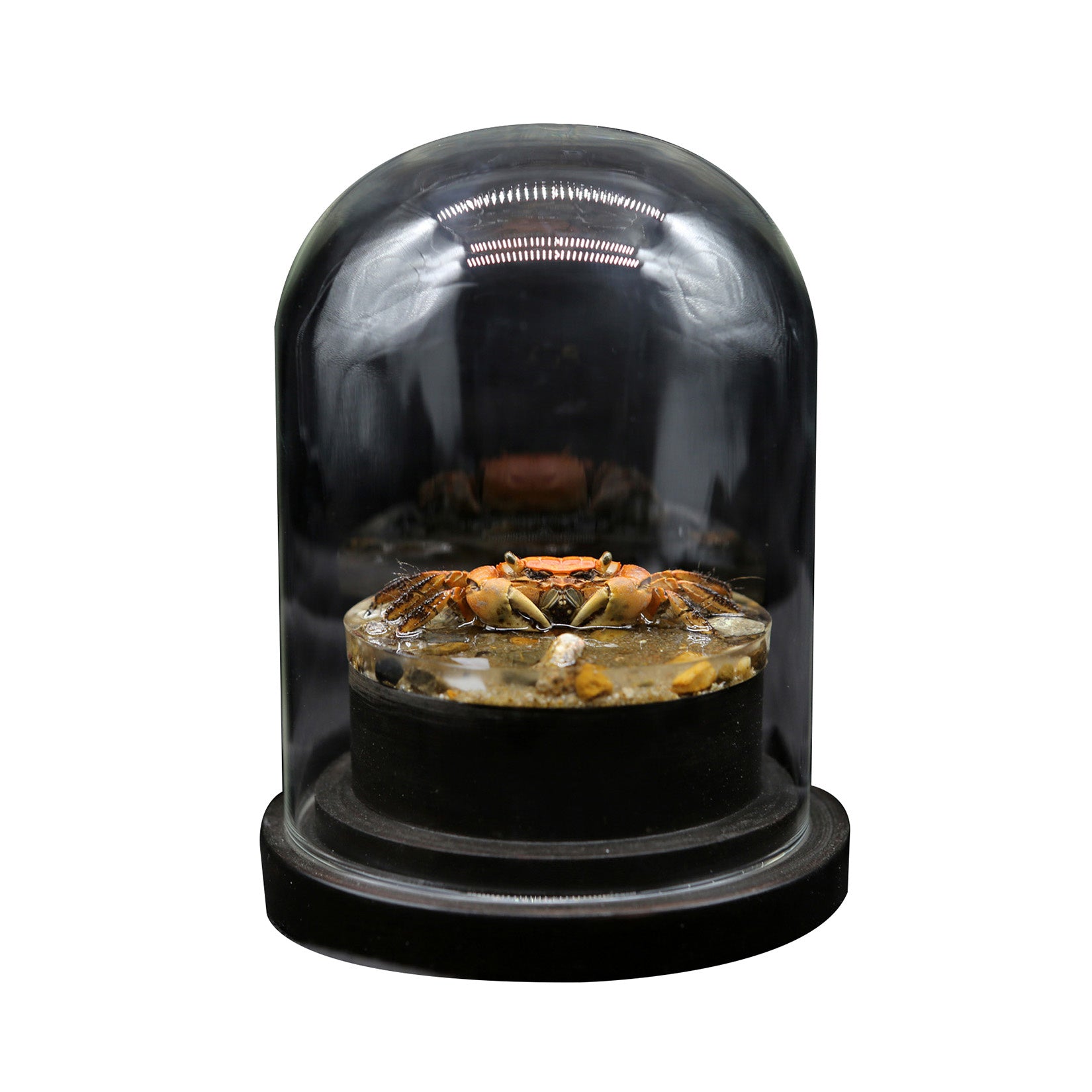 Red-Clawed Sesarmid Crab Model