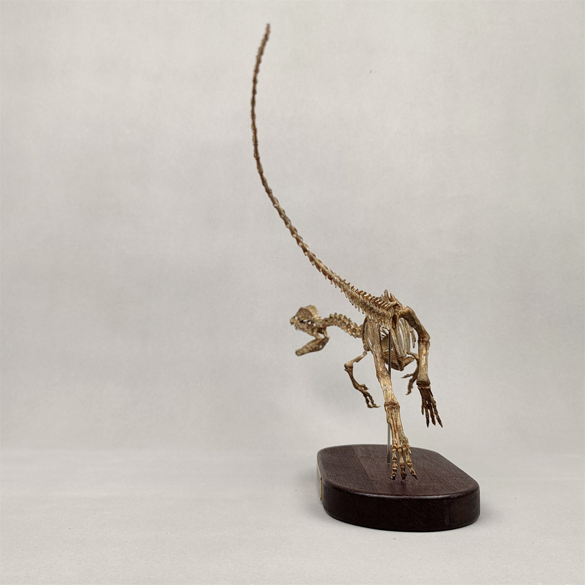 3D Printed 1:10 Scale Dilophosaurus Running Skull Model