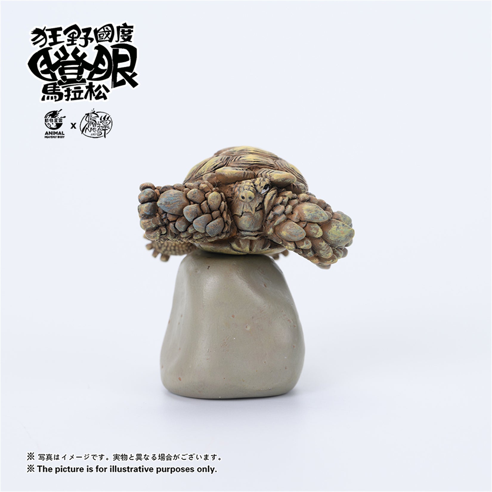 Centrochelys Sulcata Model