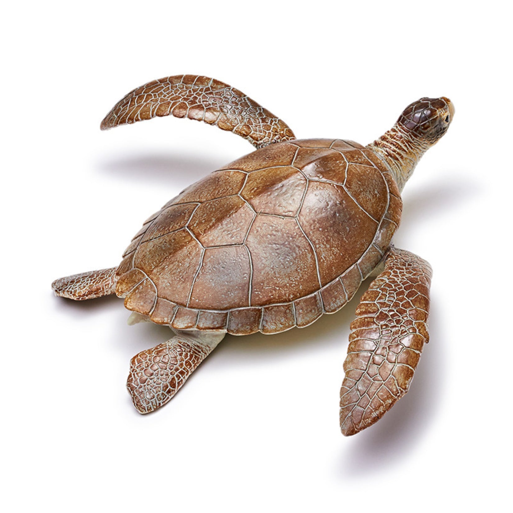 RECUR Sea Turtle Model