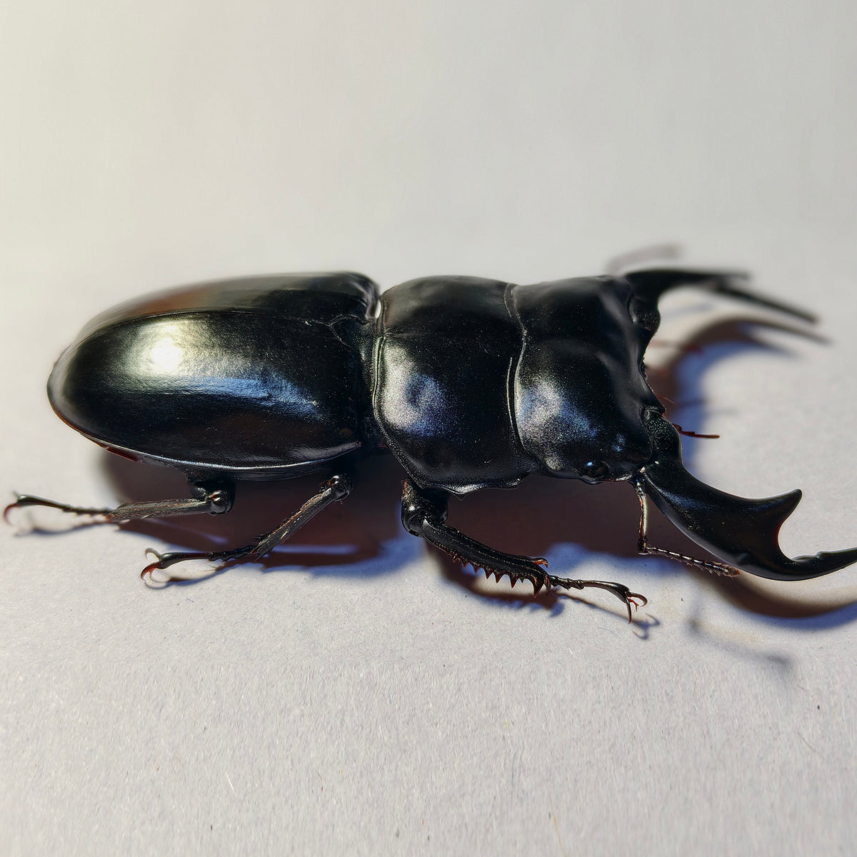 Dorcus Antaeus Fridge Insect Figure Magnet Model