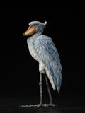 Shoebill Model