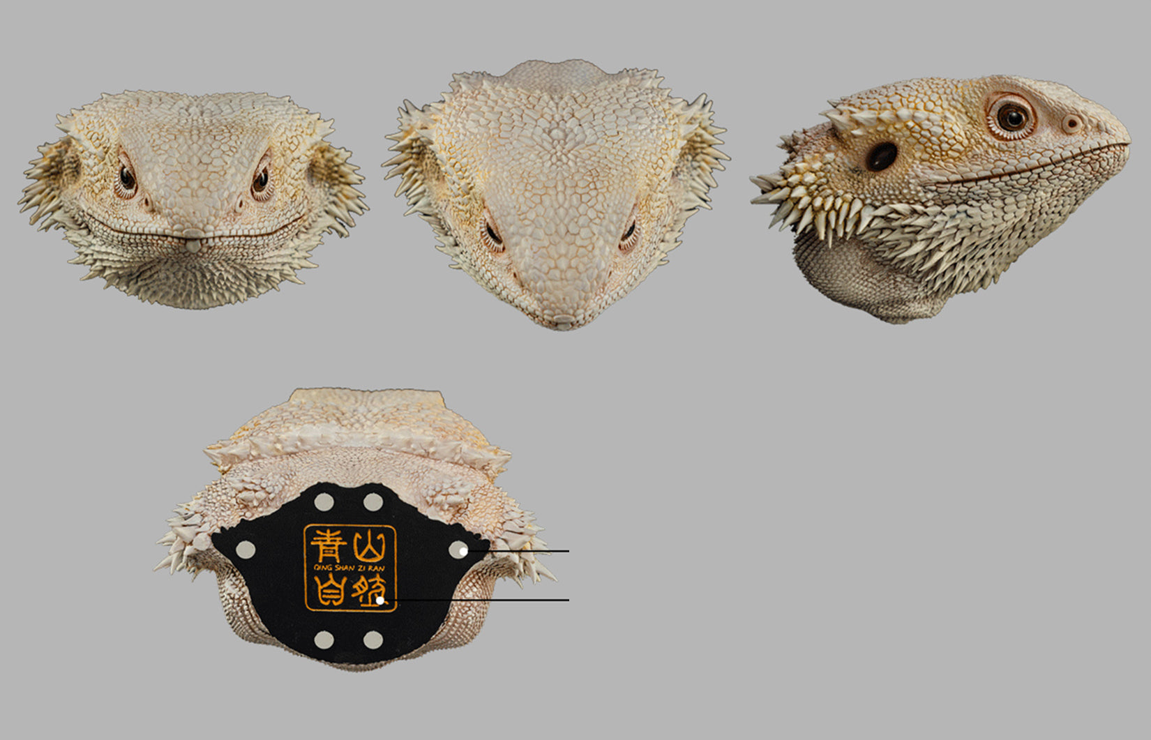 Pogona Vitticeps Head Model