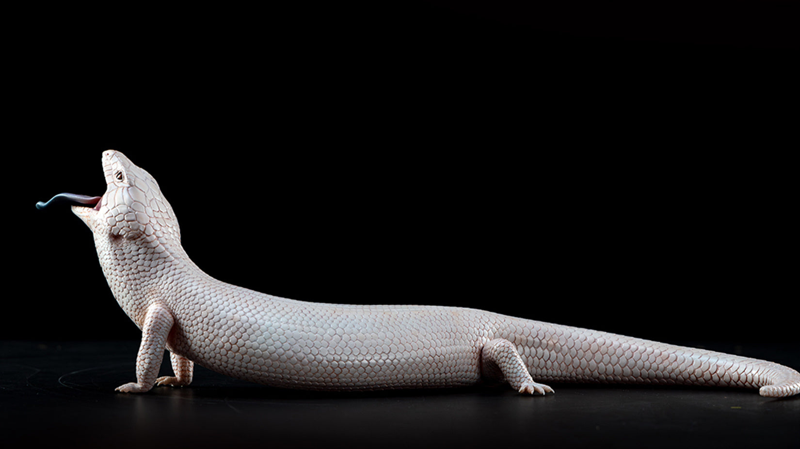 Common Bluetongue Model