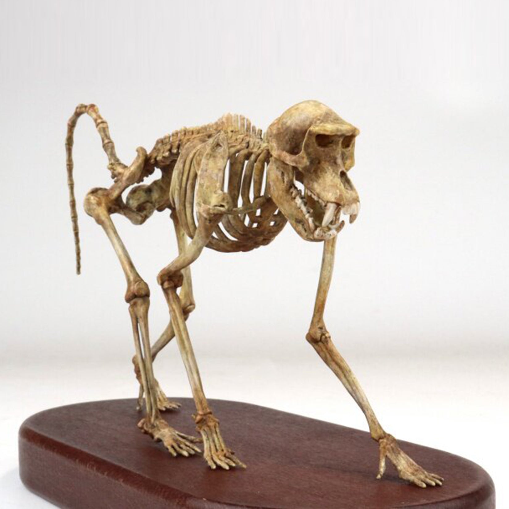 1:5 Scale 3D Printed Baboon Skeleton Display Figurine