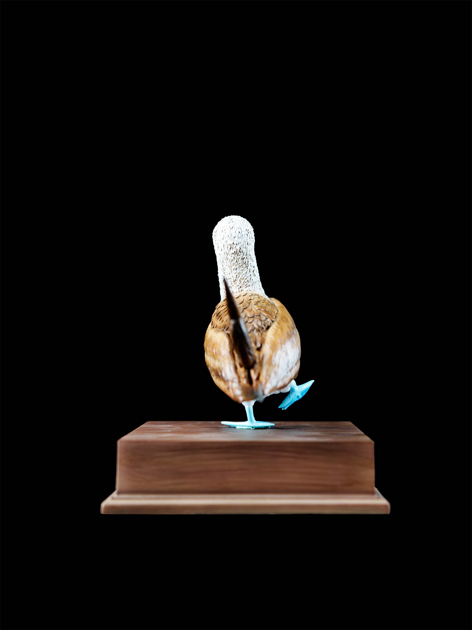 Schildkröten-Serie Tiermodell 