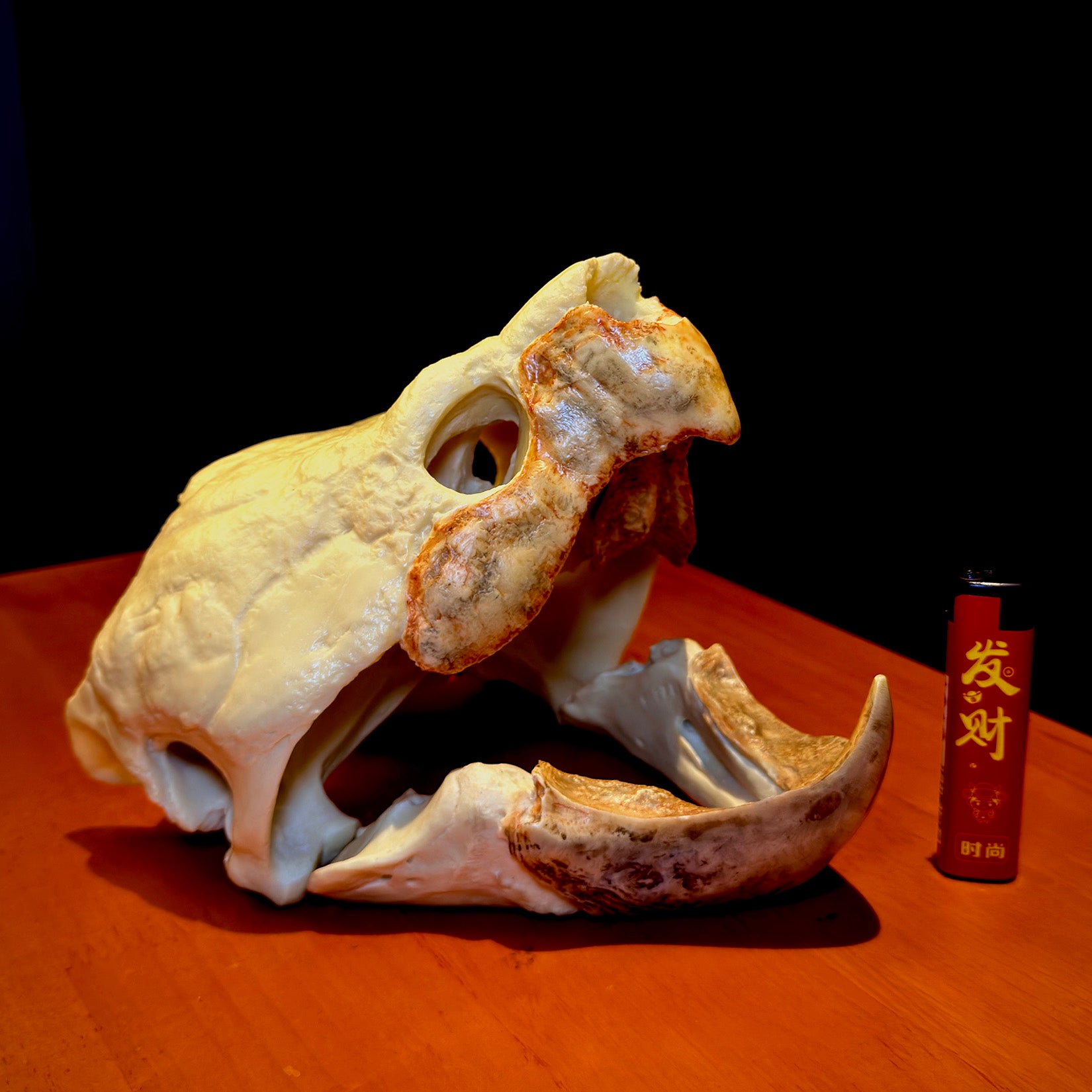 BOWUZHI Studio Alligator Snapping Turtle Skull Model