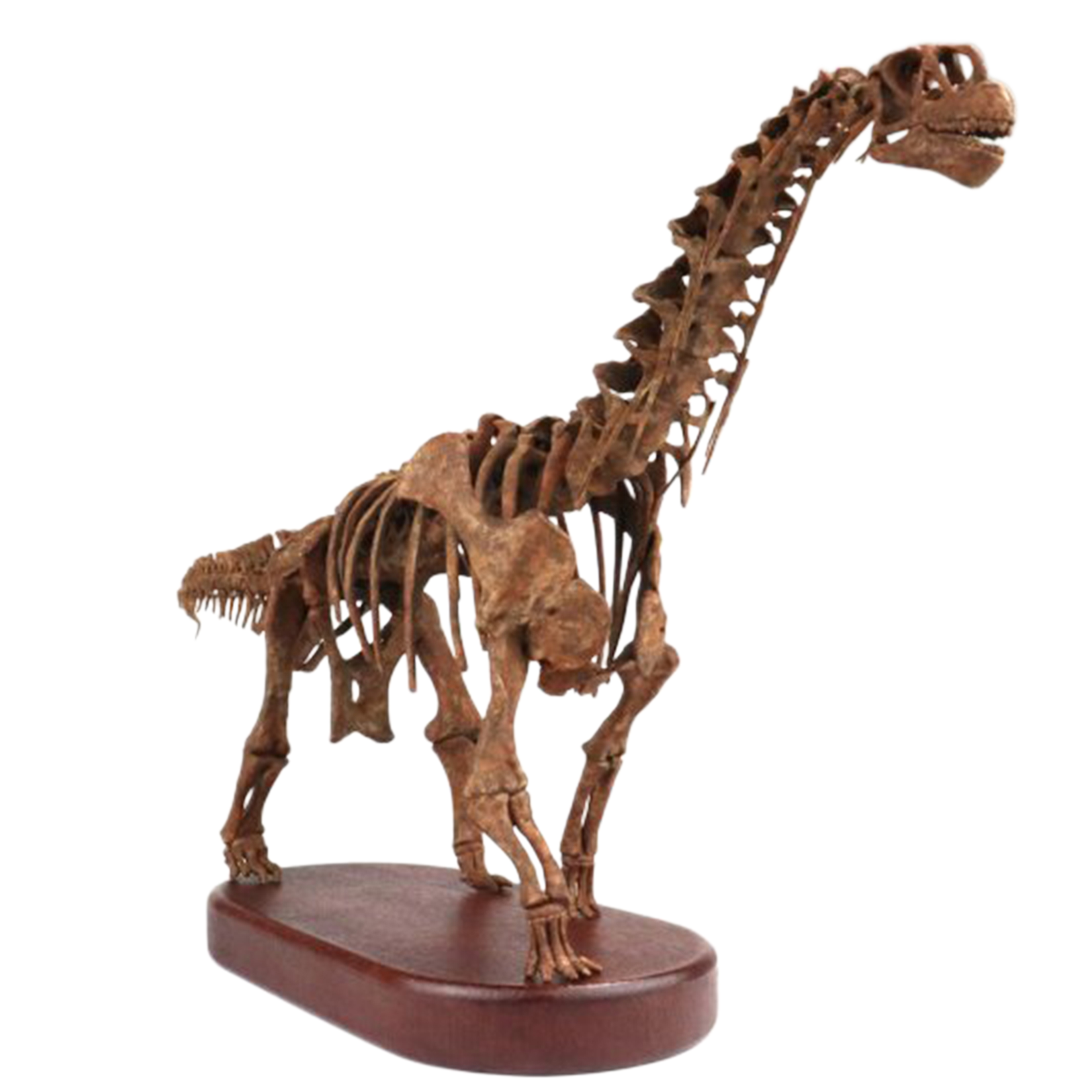 1:35 Scale 3D Printed Camarasaurus Skeleton Dinosaur Figurine