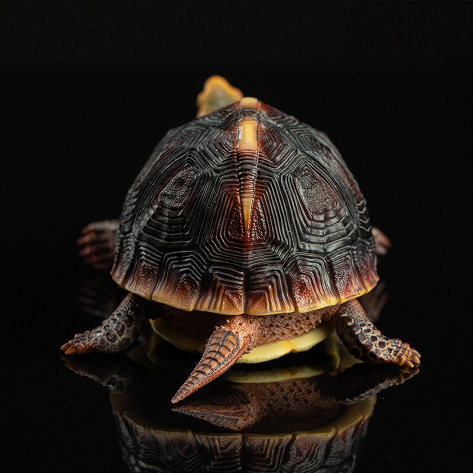 Cuora Flavomarginata Turtle Model