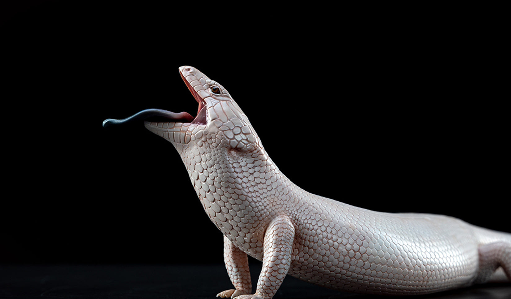 Common Bluetongue Model