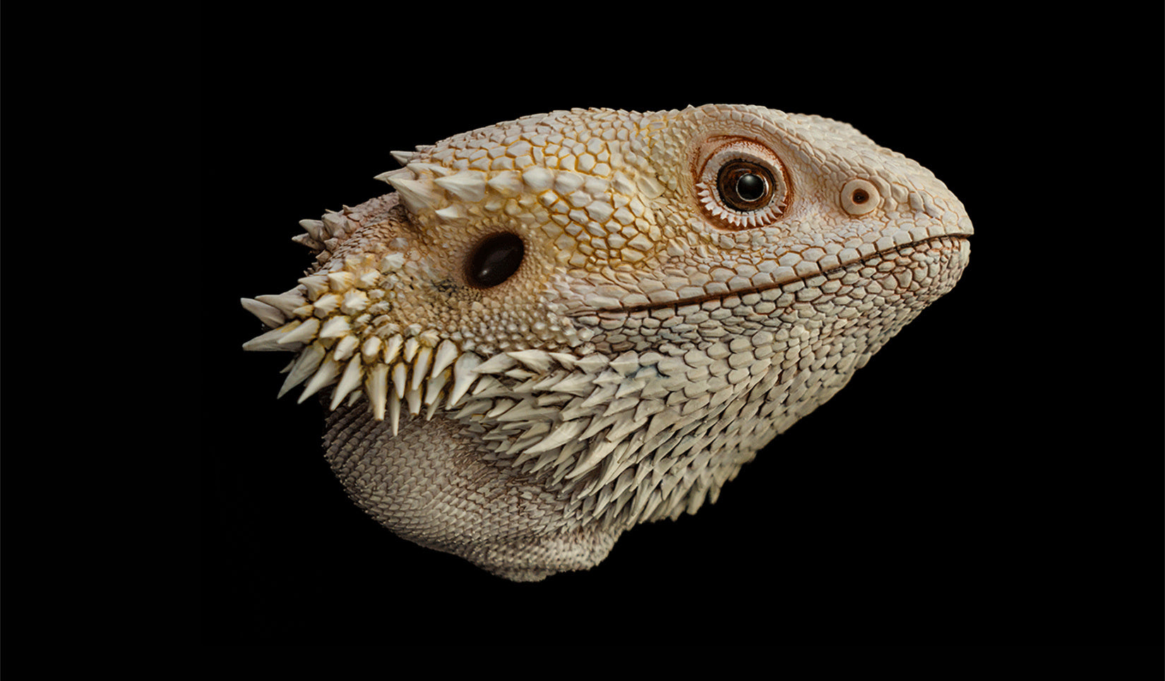 Pogona Vitticeps Head Model