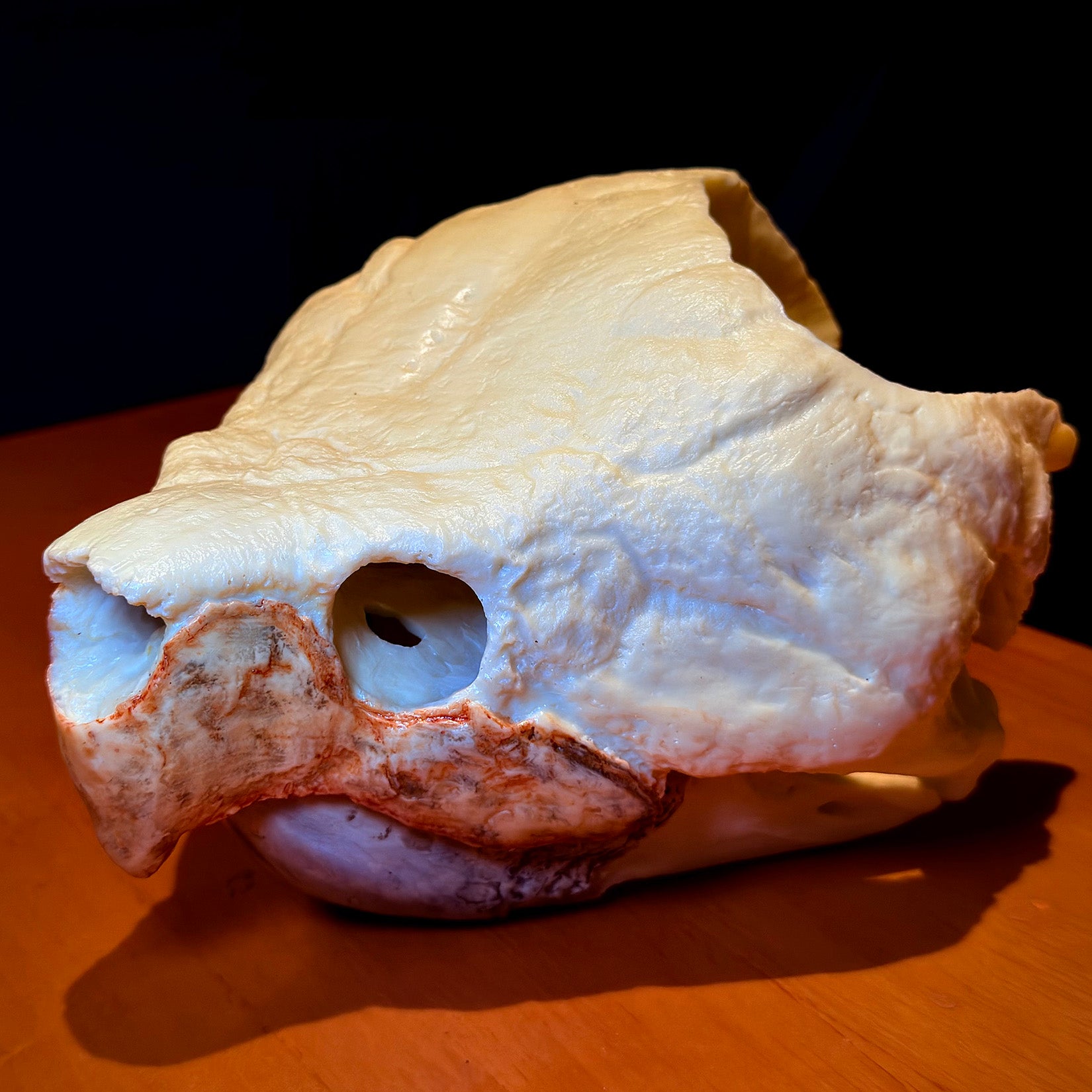 BOWUZHI Studio Alligator Snapping Turtle Skull Model