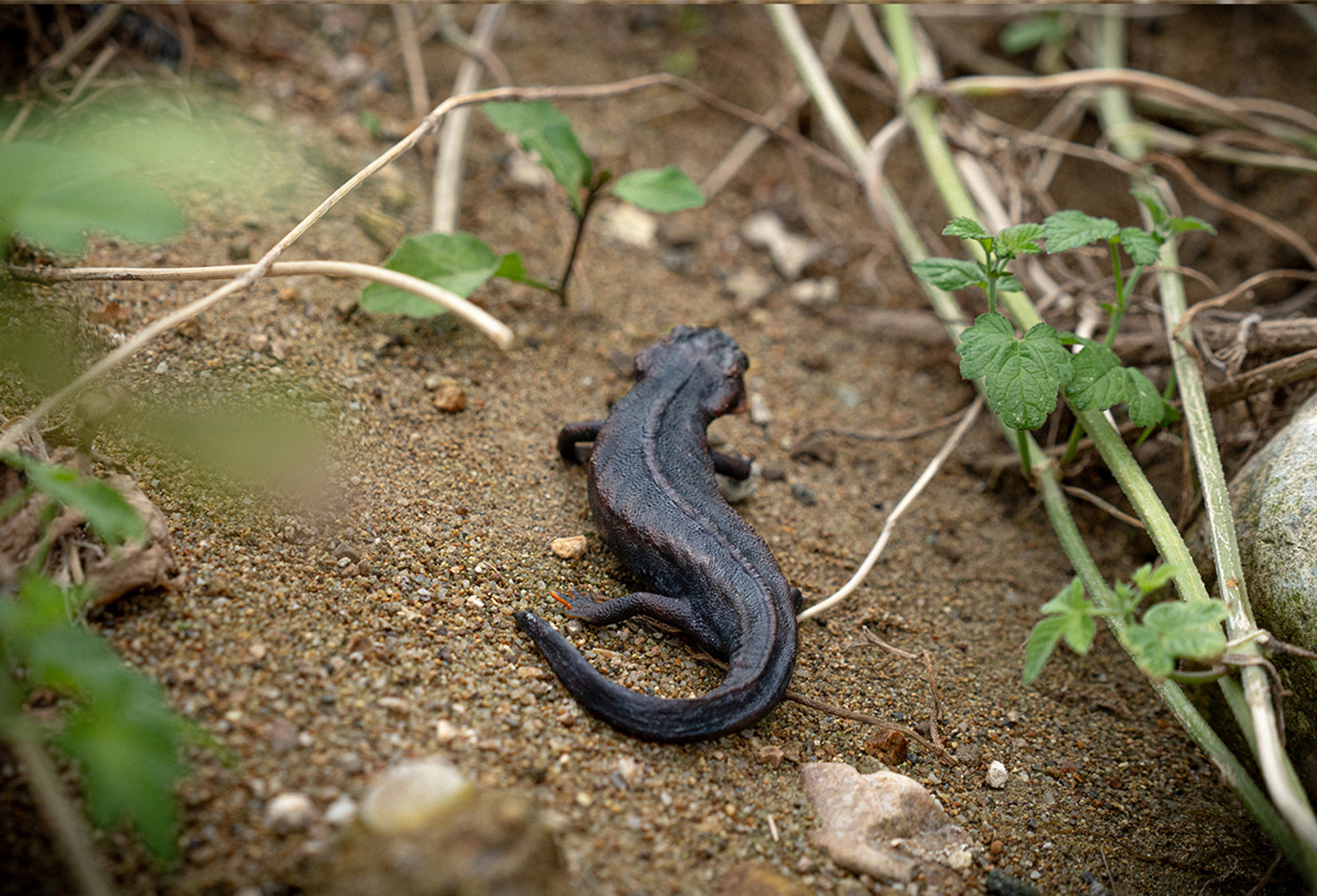 Echinotriton Chinhaiensis Model