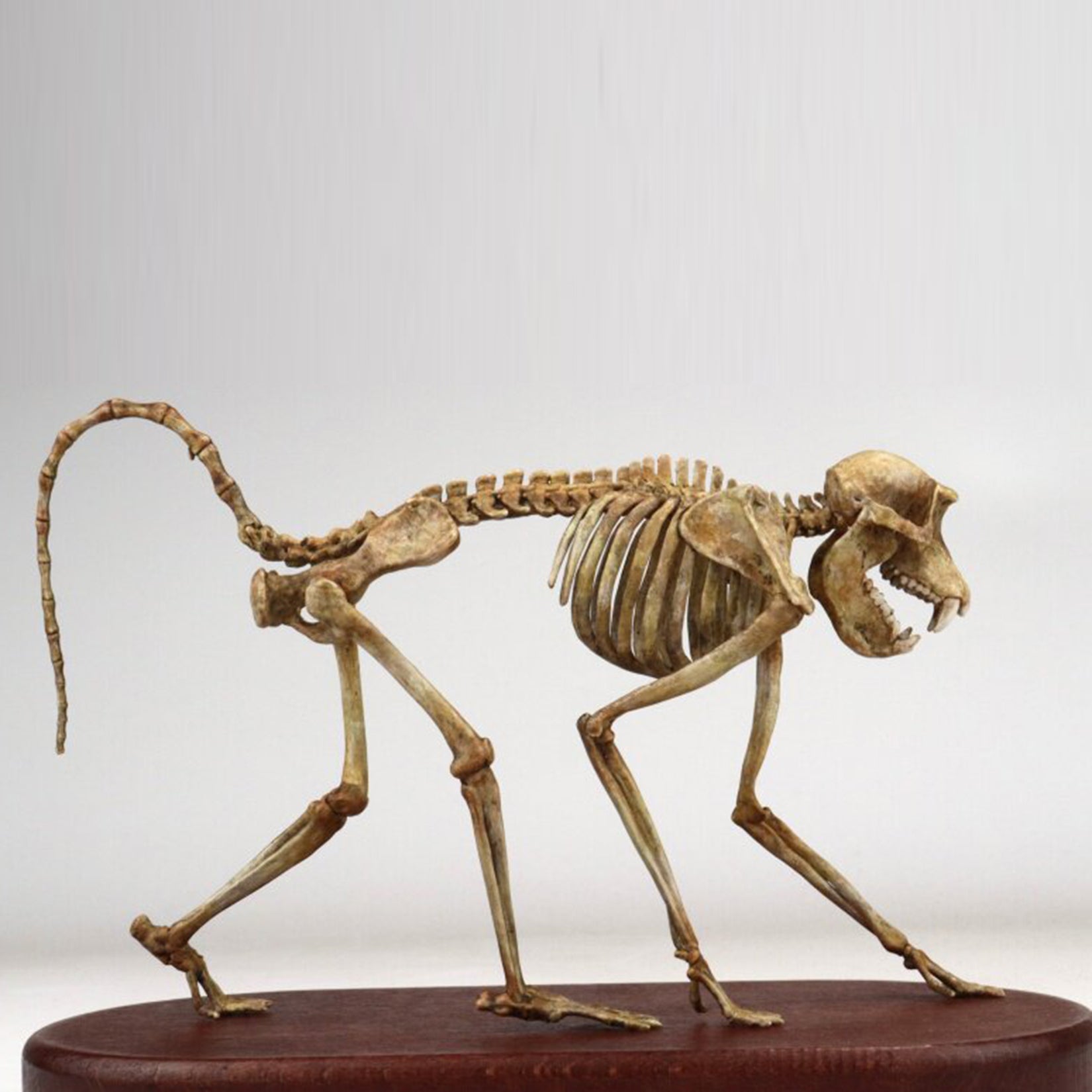 1:5 Scale 3D Printed Baboon Skeleton Display Figurine