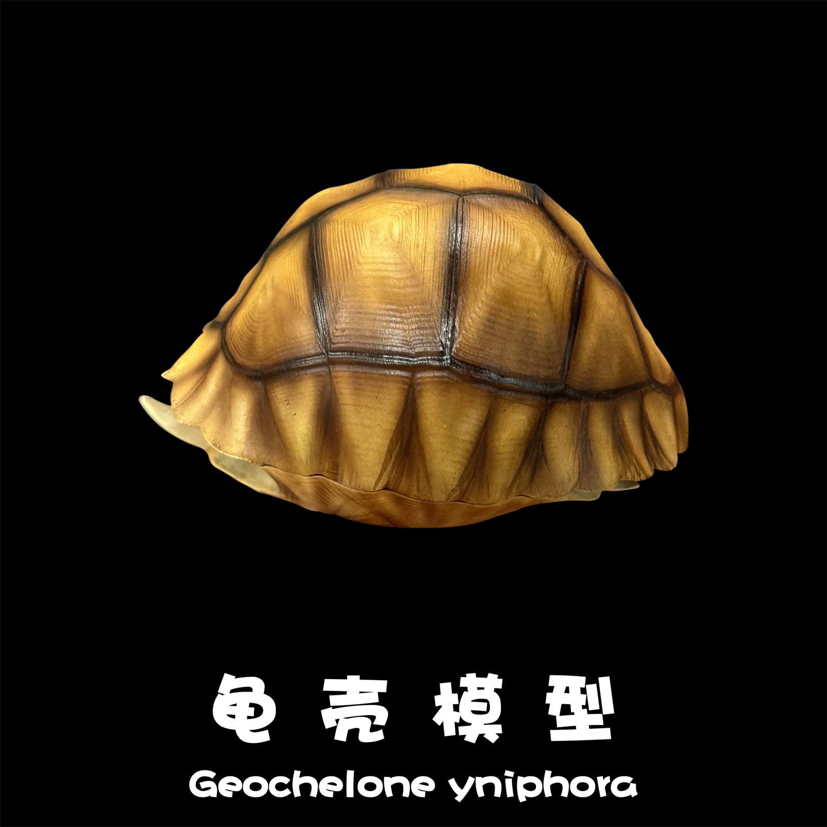 BOWUZHI Studio Realistic Geochelone Yniphora Model