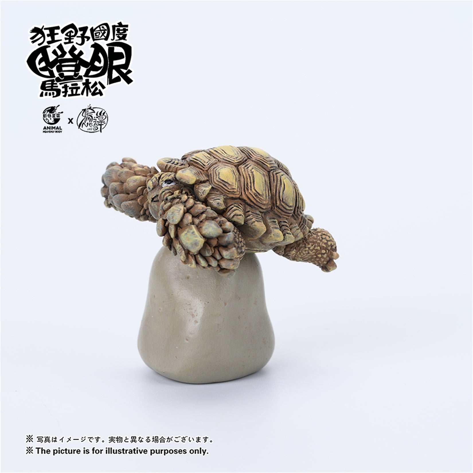 Centrochelys Sulcata Model