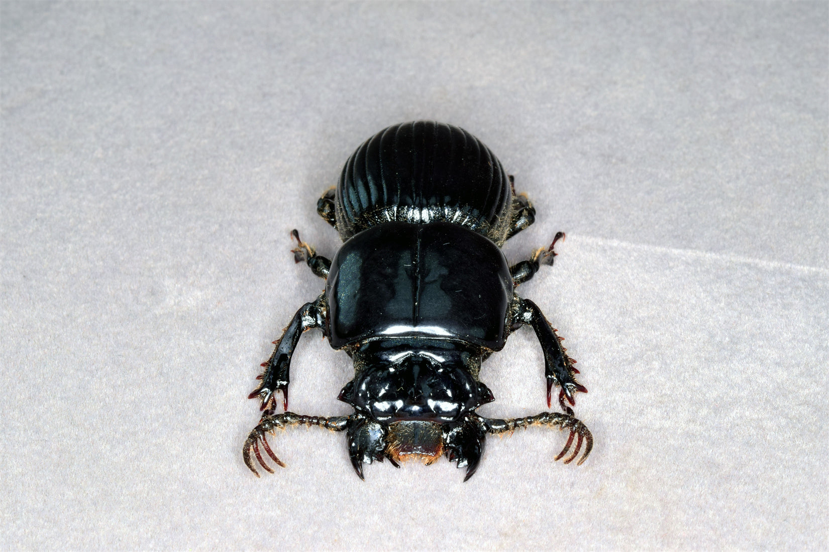 Proculus Goryi Insect Model