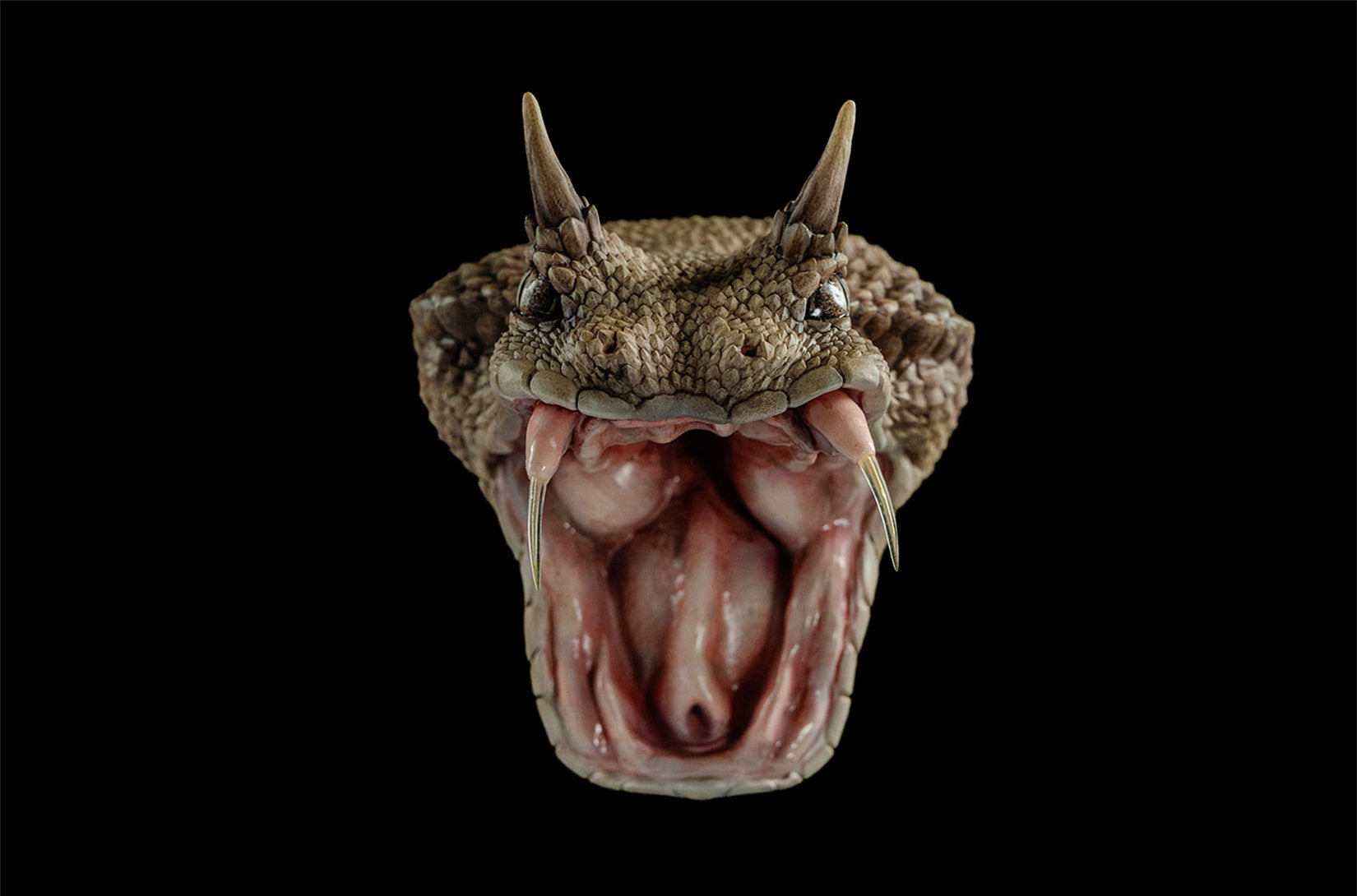 Cerastes Cornutus  Snake Model