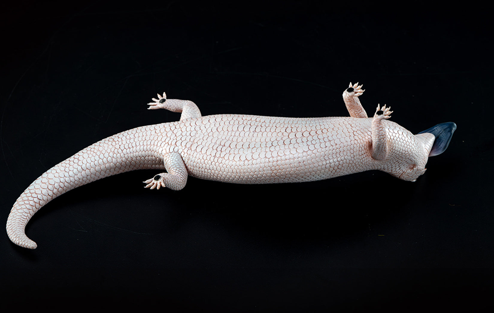 Common Bluetongue Model