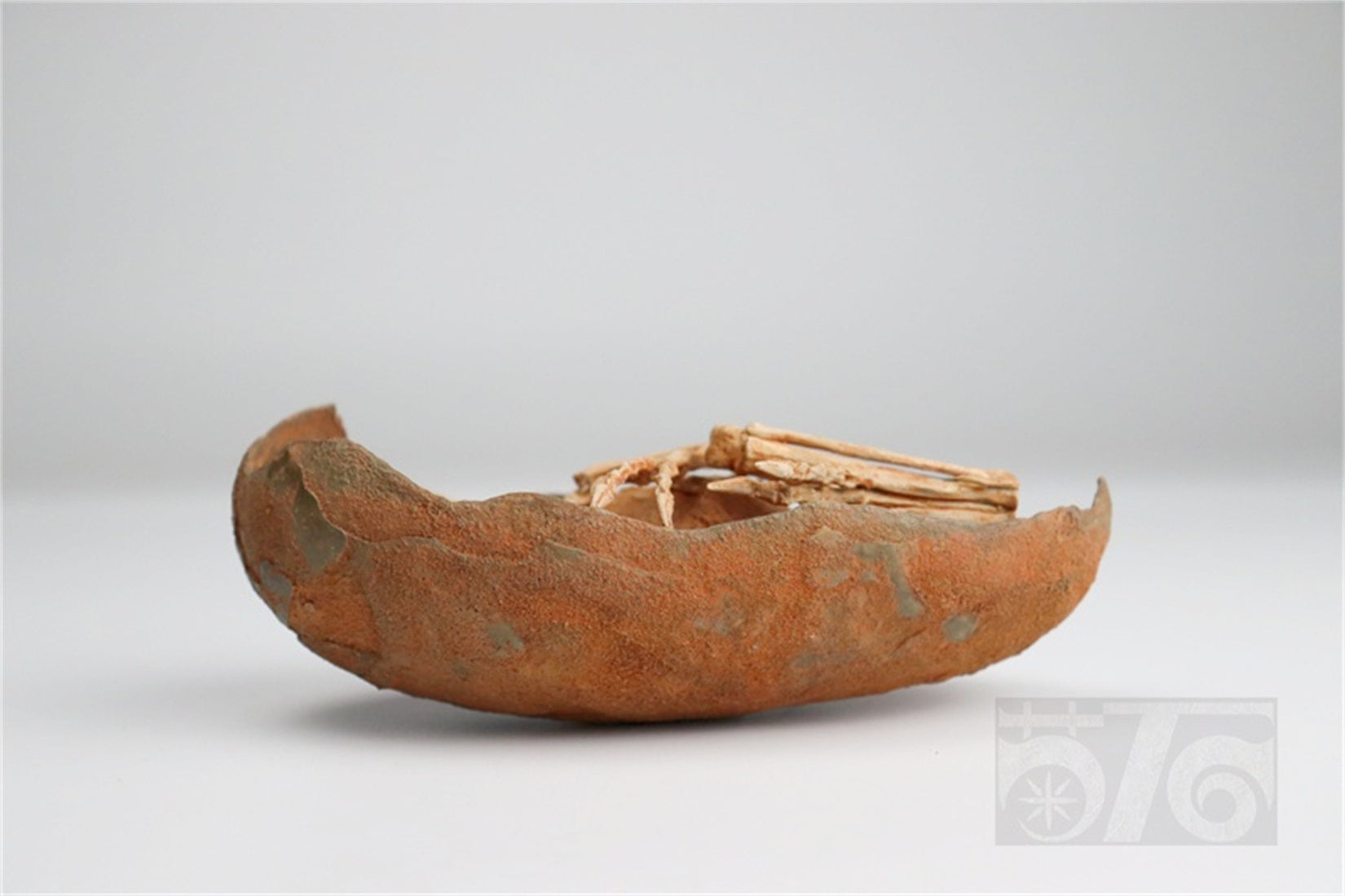 1:1 Scale Velociraptor Dinosaur Egg Model