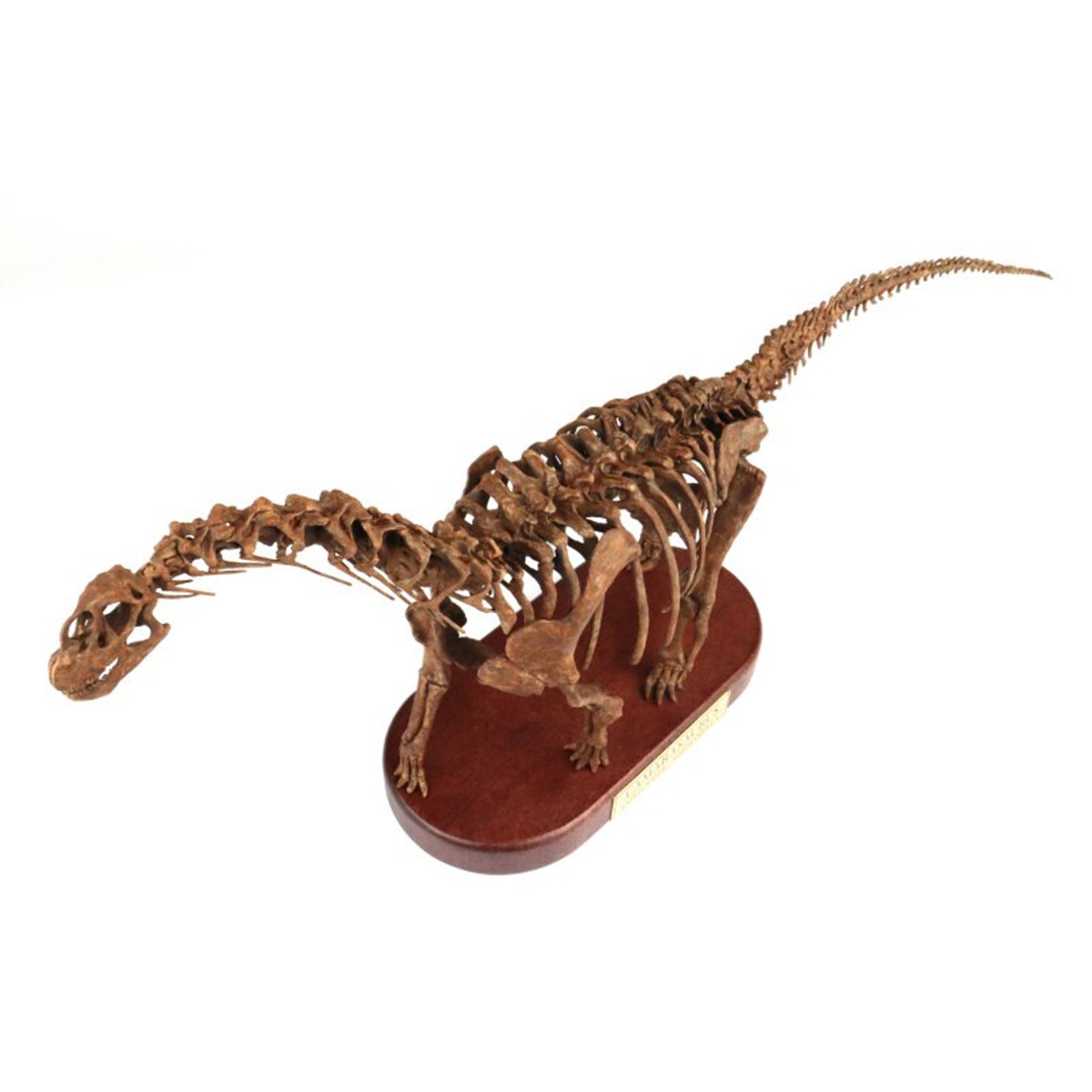 1:35 Scale 3D Printed Camarasaurus Skeleton Dinosaur Figurine