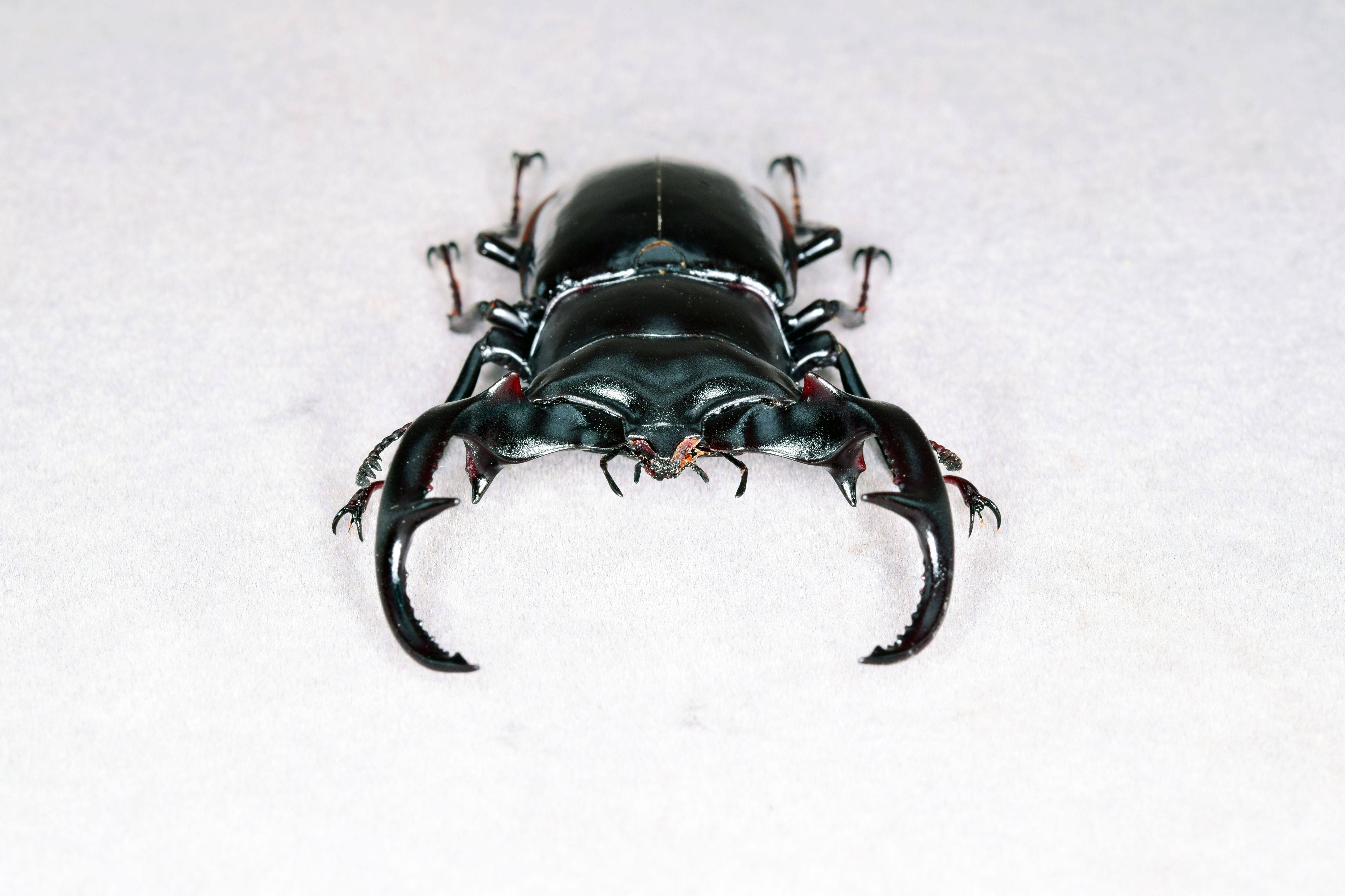 Rhaetus Westwoodi Kazumiae Fridge Magnet Model