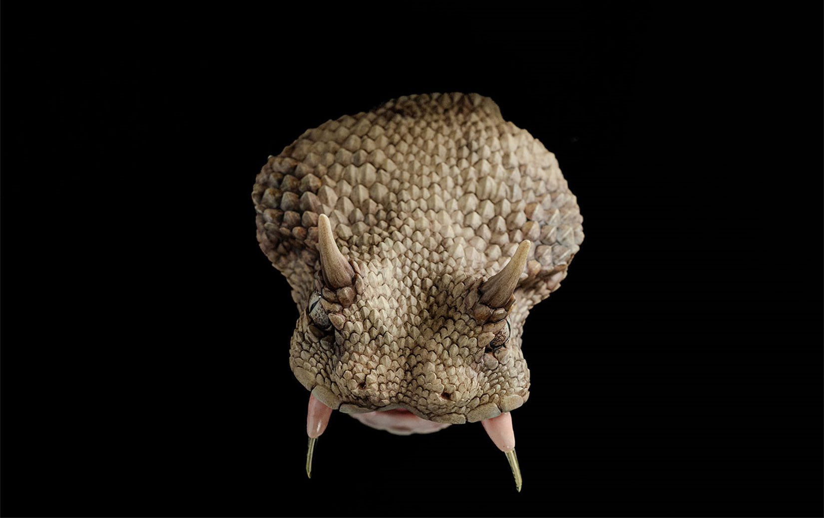 Cerastes Cornutus  Snake Model