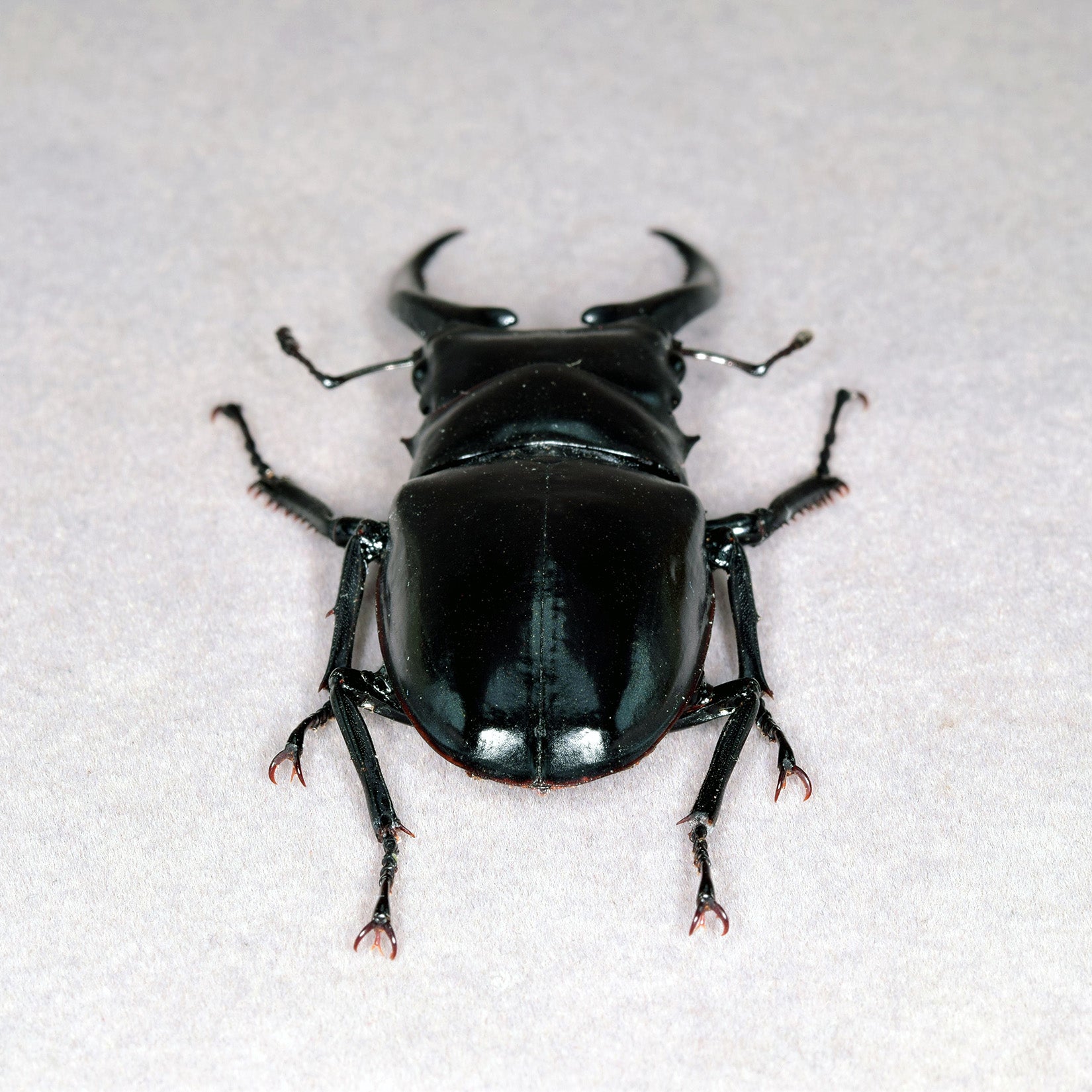 Wunderschöne Chemiepuppe im Maßstab 1:6 