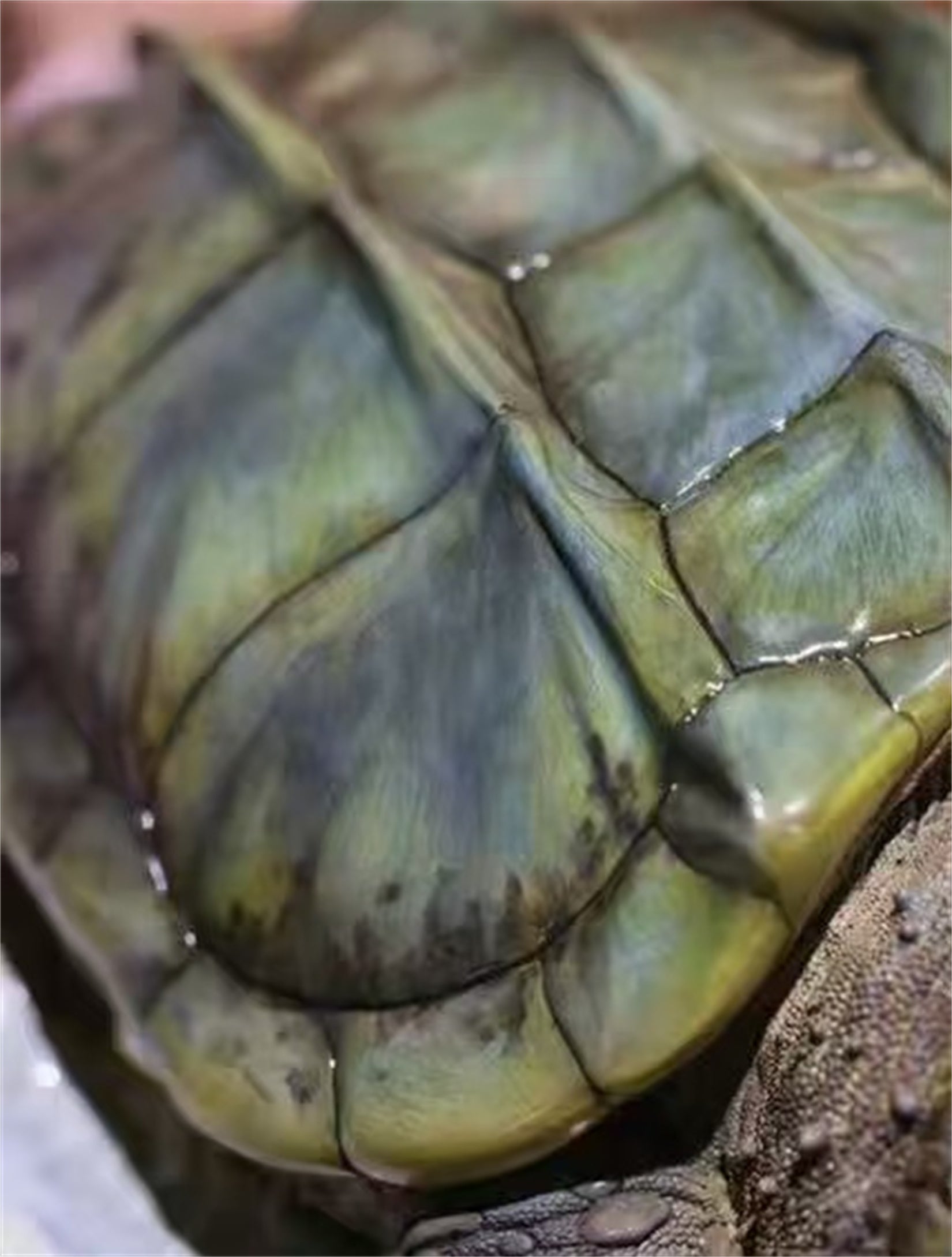 Animal Heavenly Body  Plus Alligator Snapping Turtle Figurine