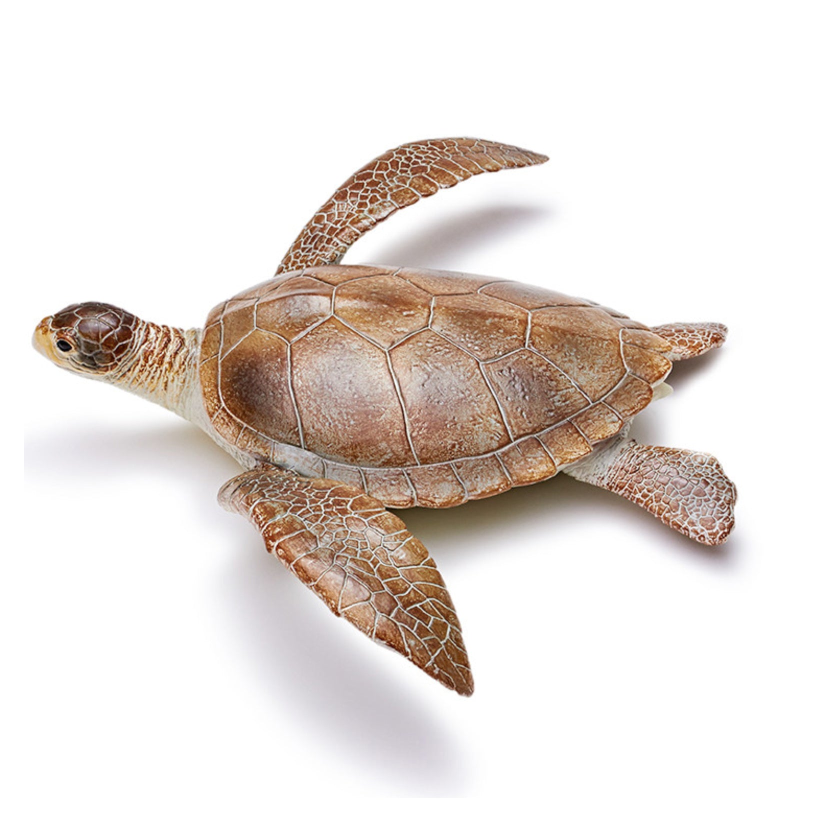 RECUR Sea Turtle Model