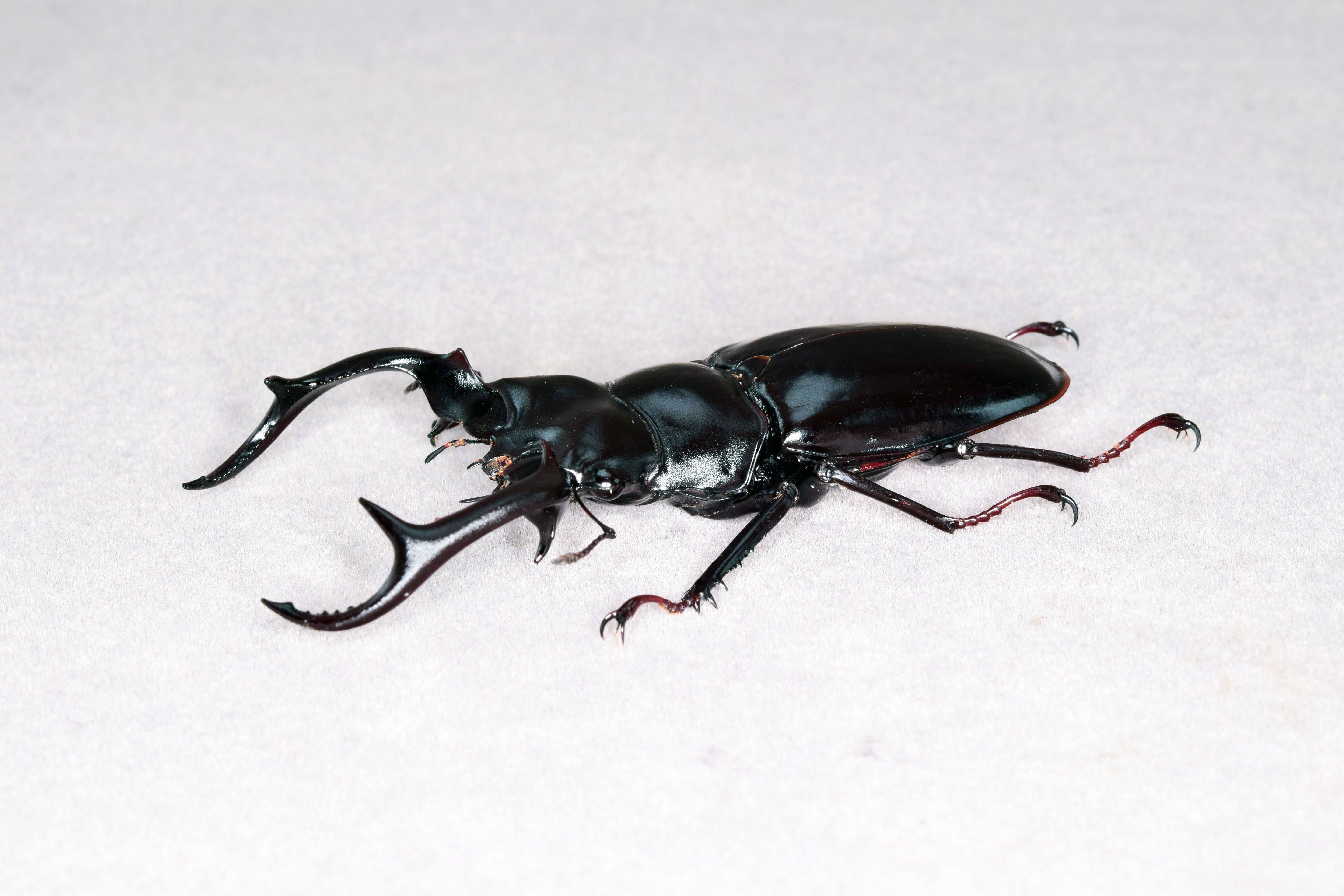 Rhaetus Westwoodi Kazumiae Fridge Magnet Model