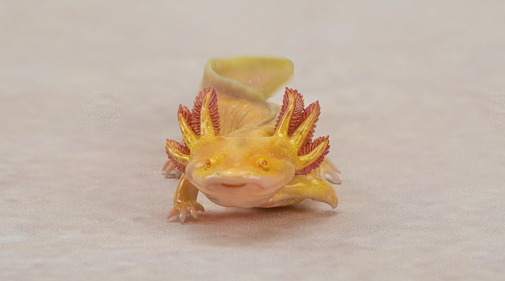 1：2 Scale Ambystoma Mexicanum Model Axolotl Figure