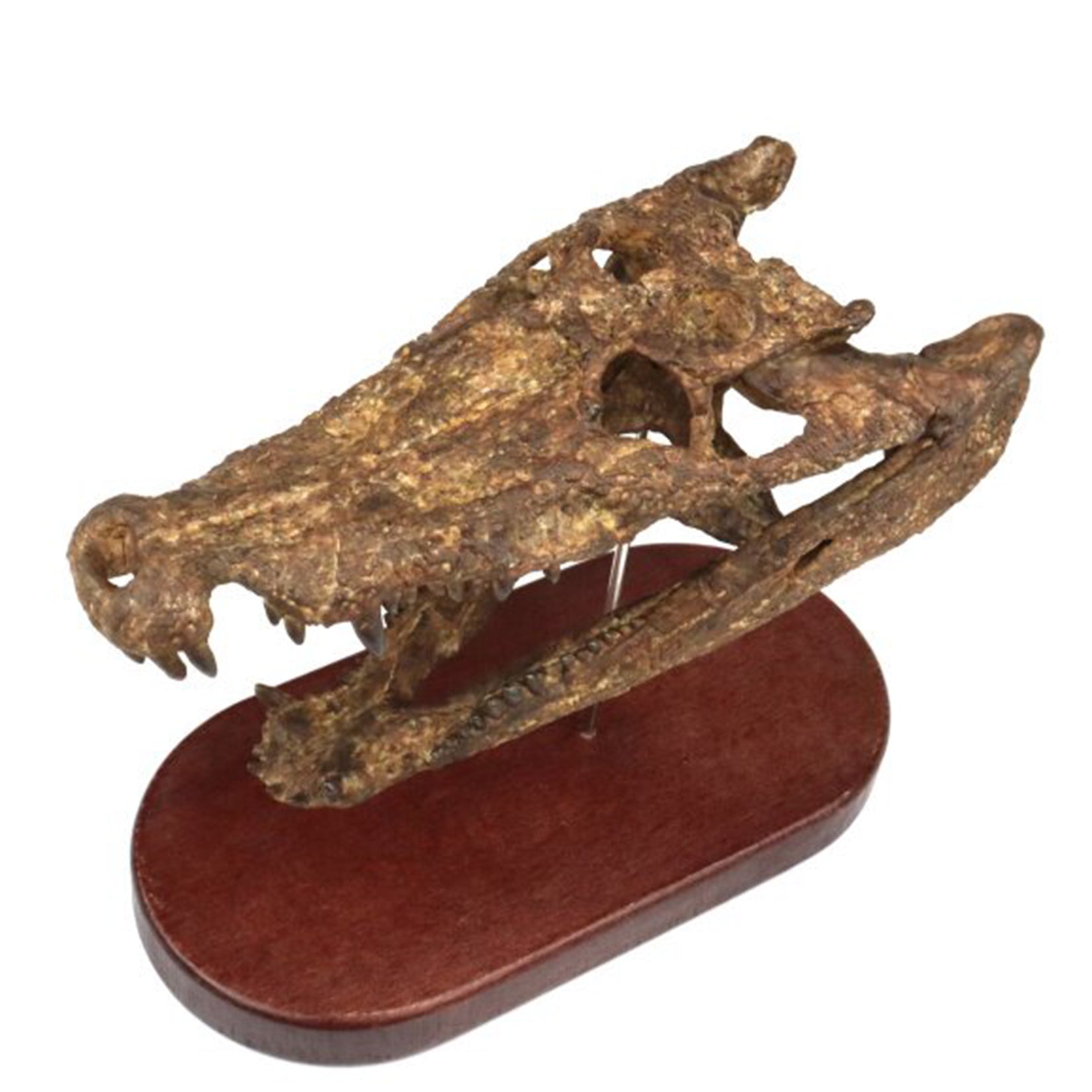 1:10 Scale 3D Printed Crocodile Skull Fossil Resin Model