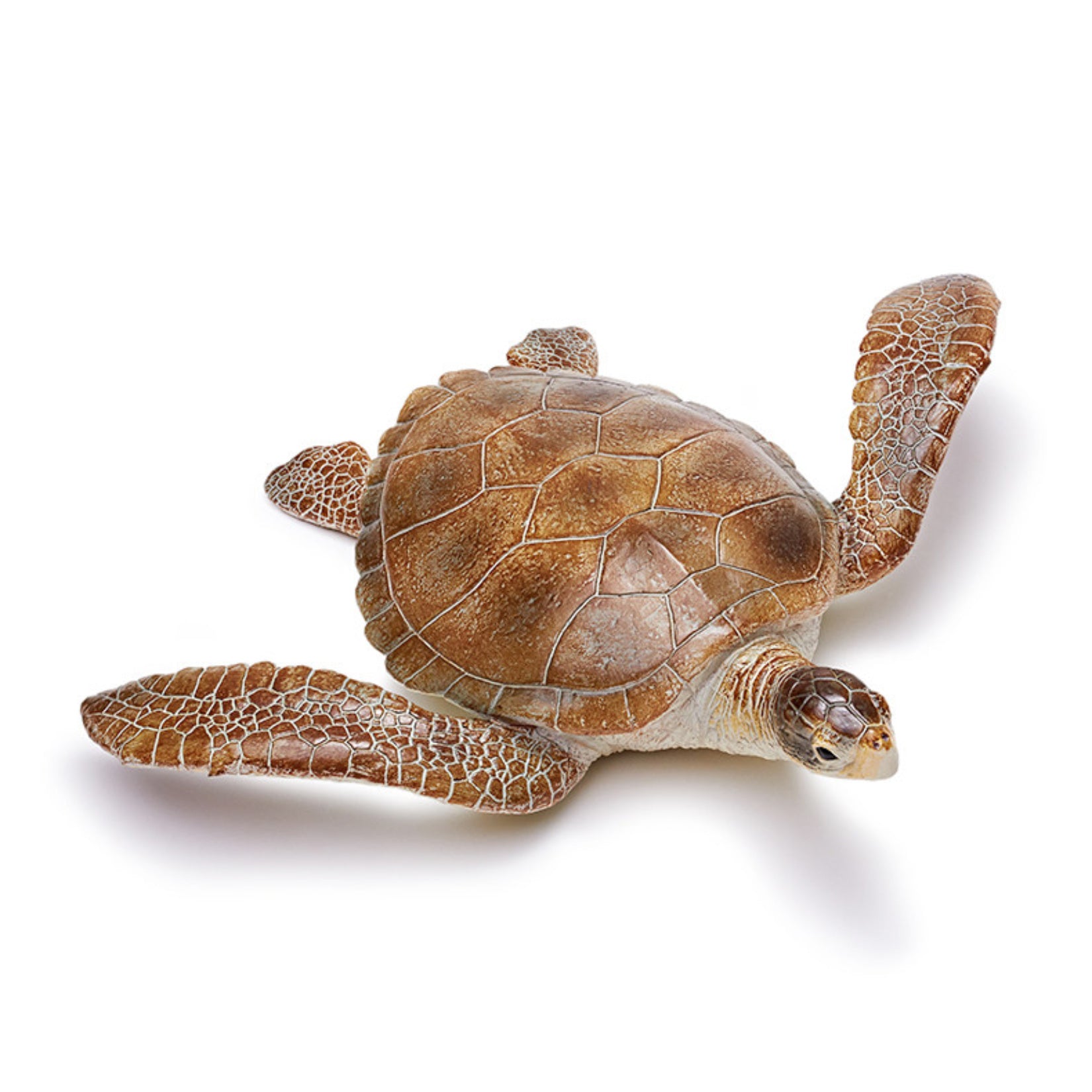 RECUR Sea Turtle Model