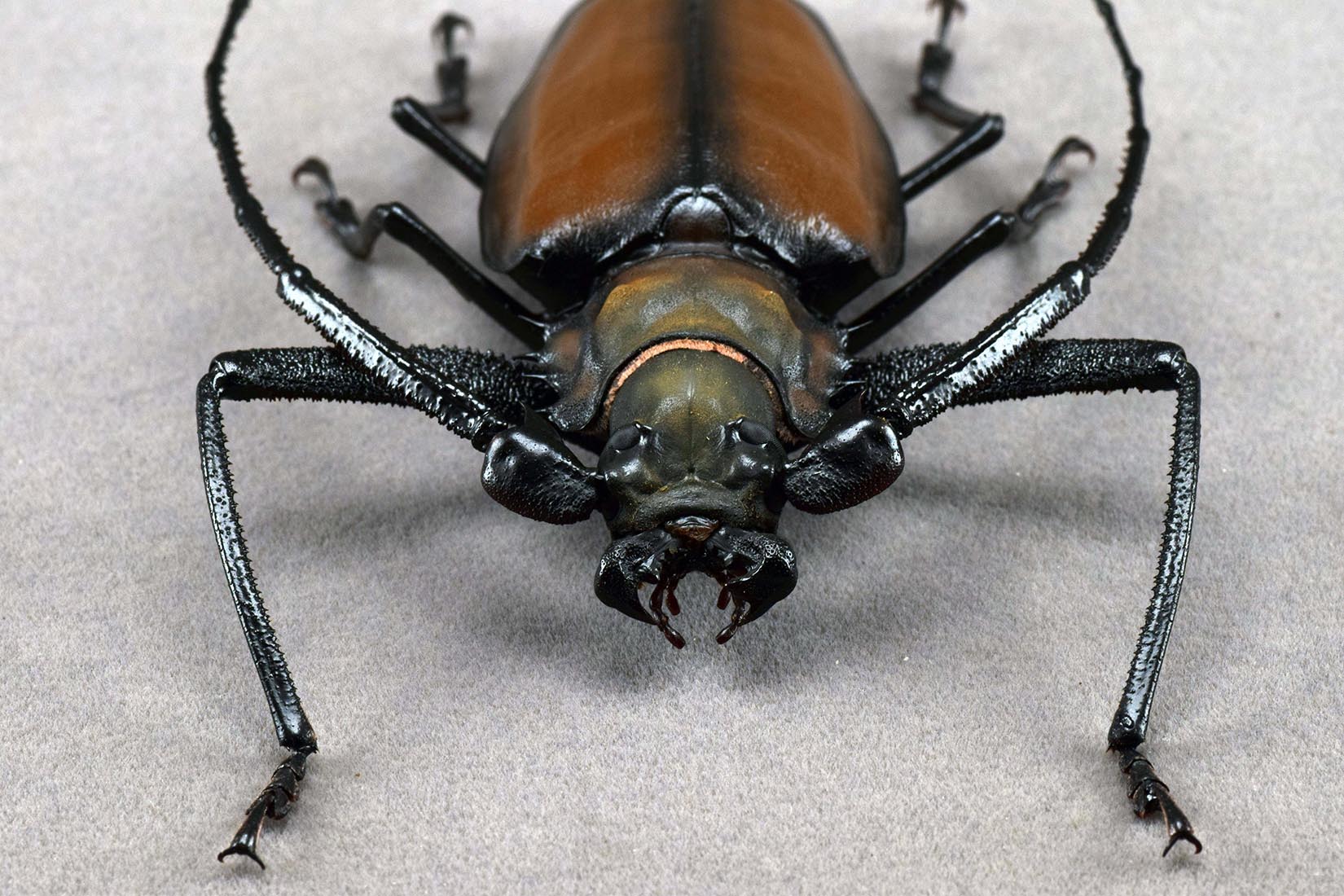 Enoplocerus Armillatus Fridge Magnet Model