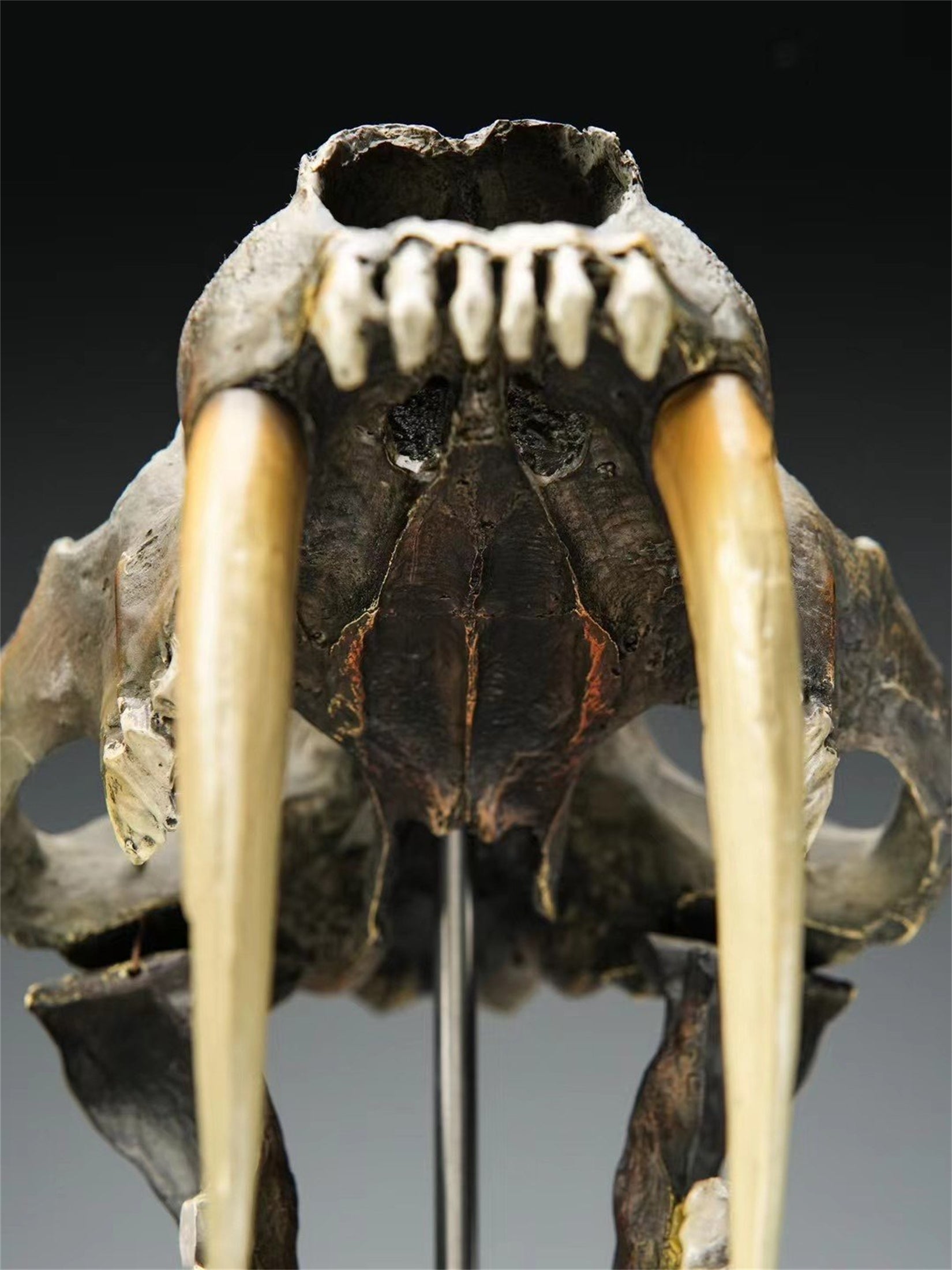 BOWUZHI Studio 1:1  Scale Saber-Tooth Tiger Skeleton Model